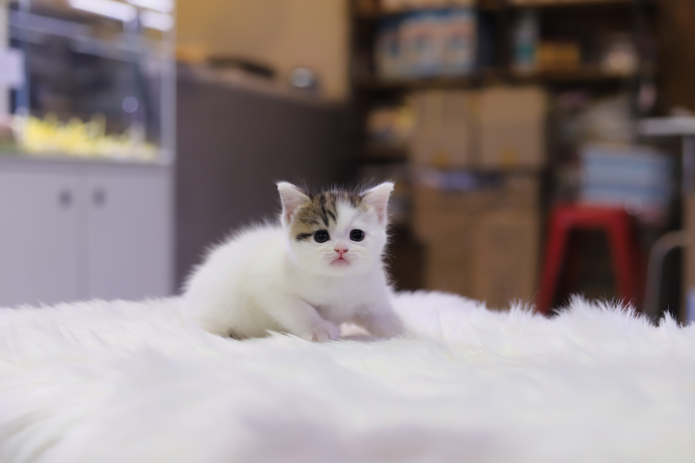 브리티쉬숏헤어 분양합니다