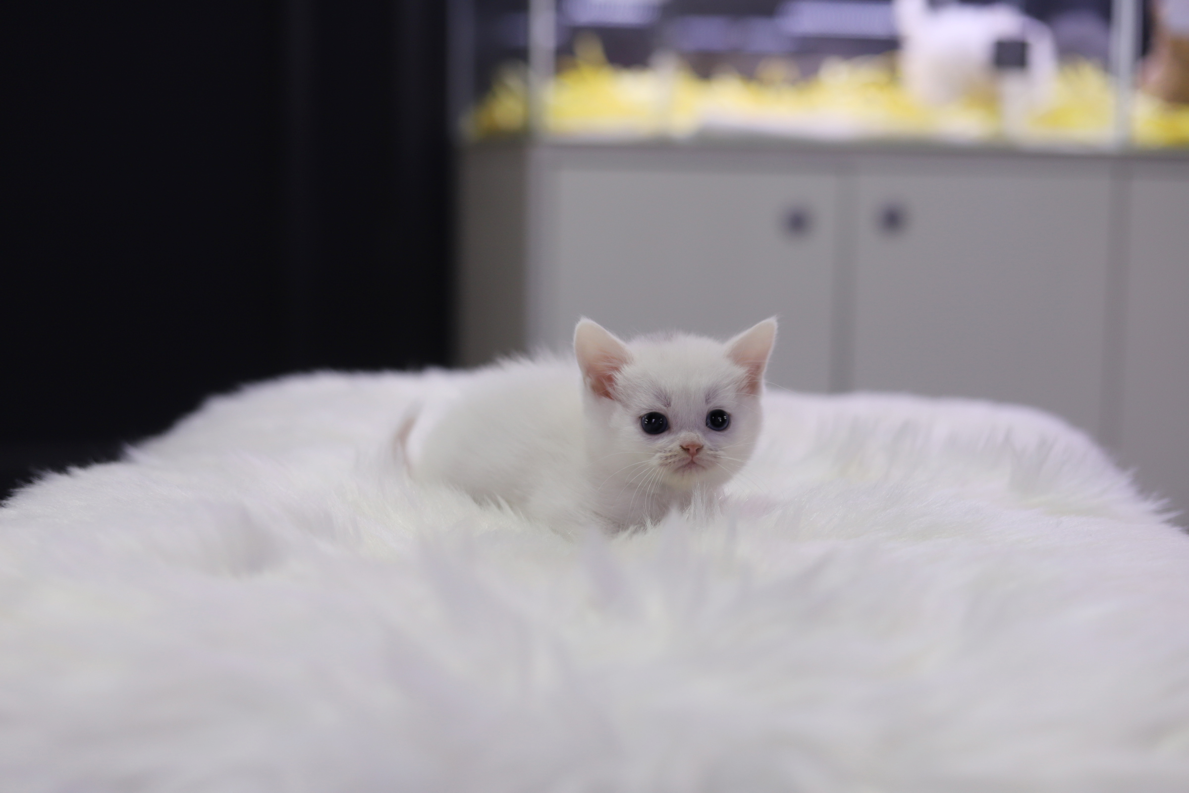 브리티쉬숏헤어 분양합니다