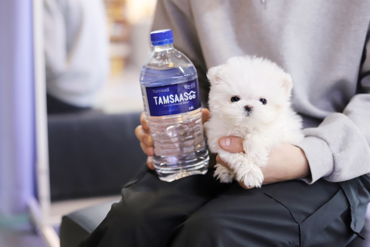 말티즈 분양합니다