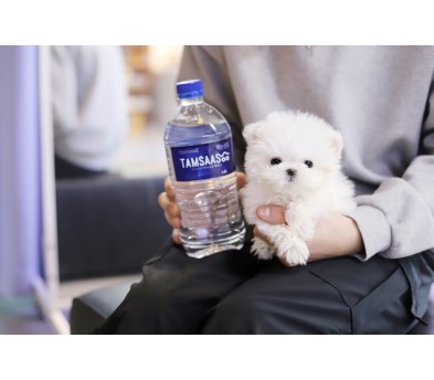 말티즈 분양합니다