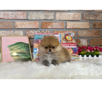 포메라니안 분양합니다