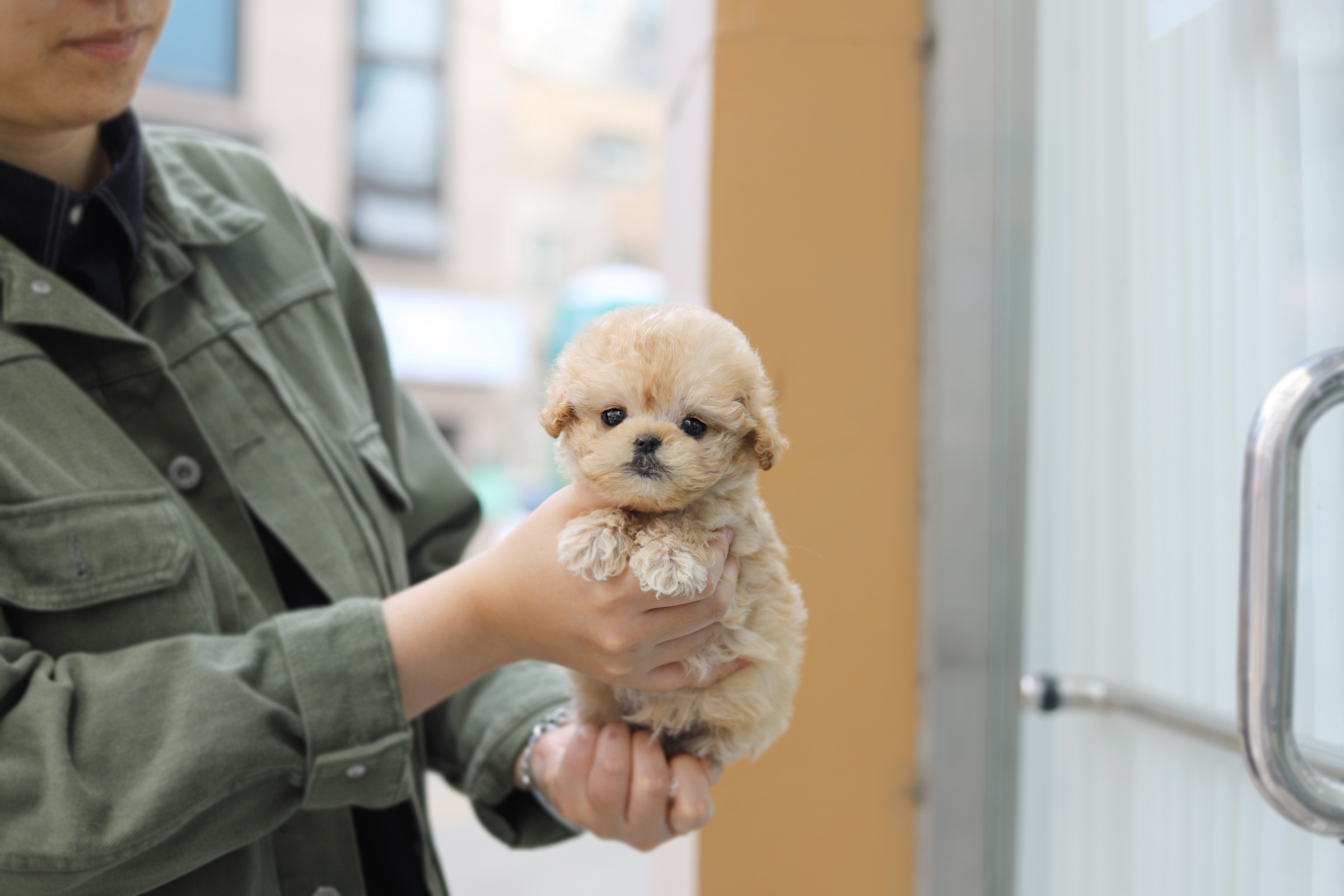 토이푸들 분양합니다
