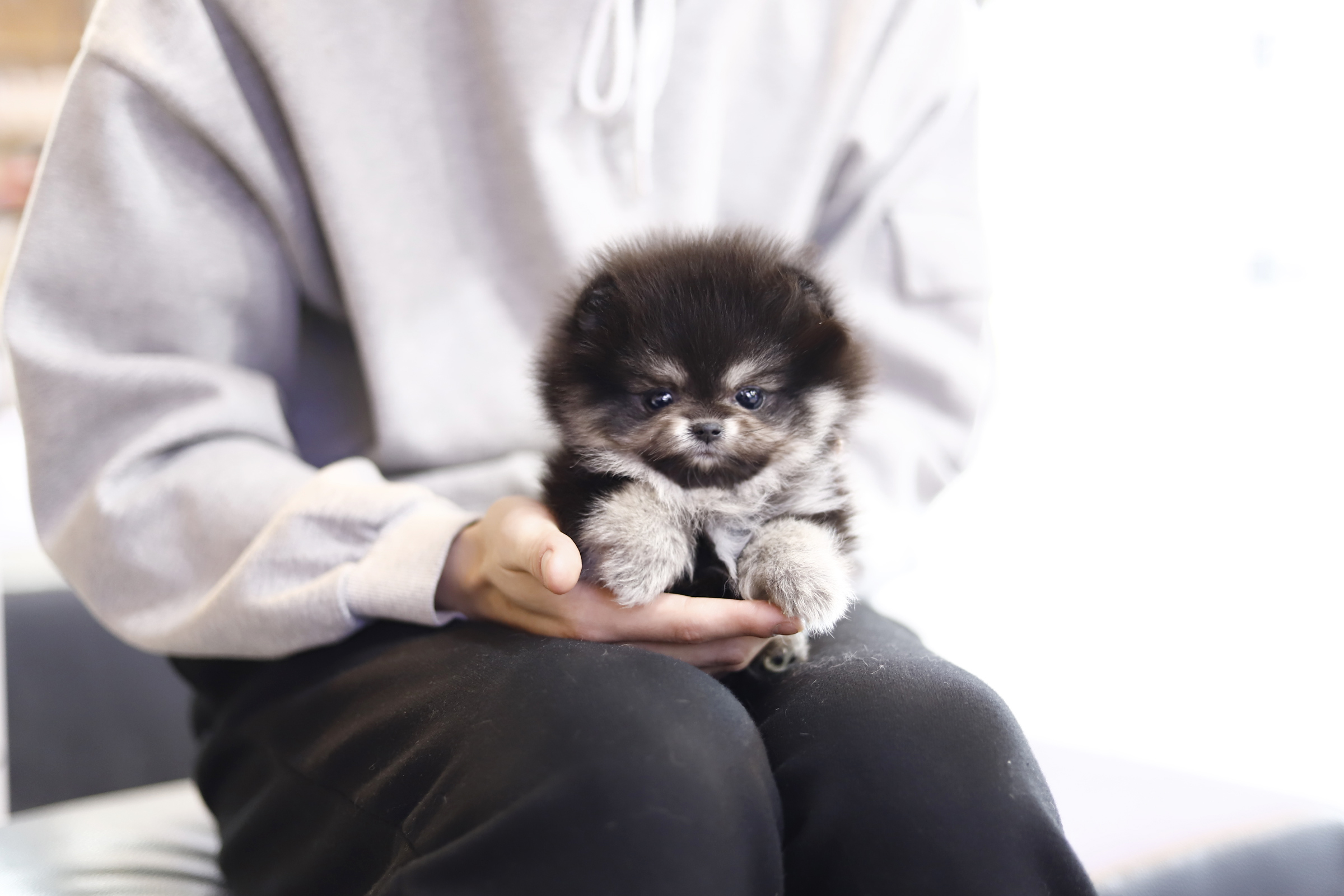 포메라니안 분양합니다