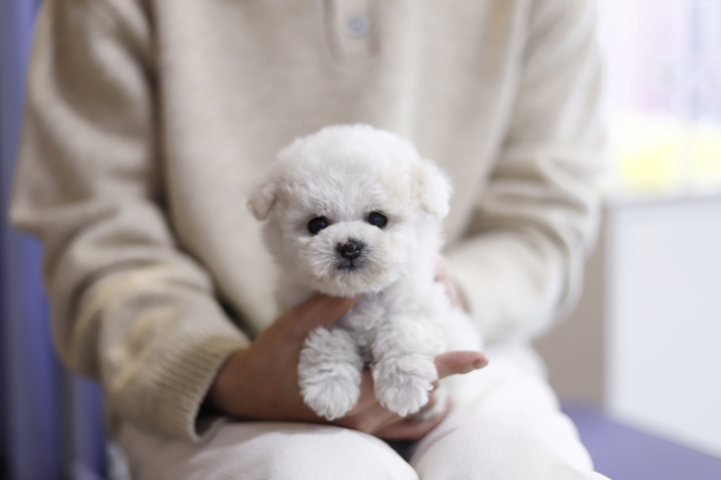 미니비숑 분양합니다