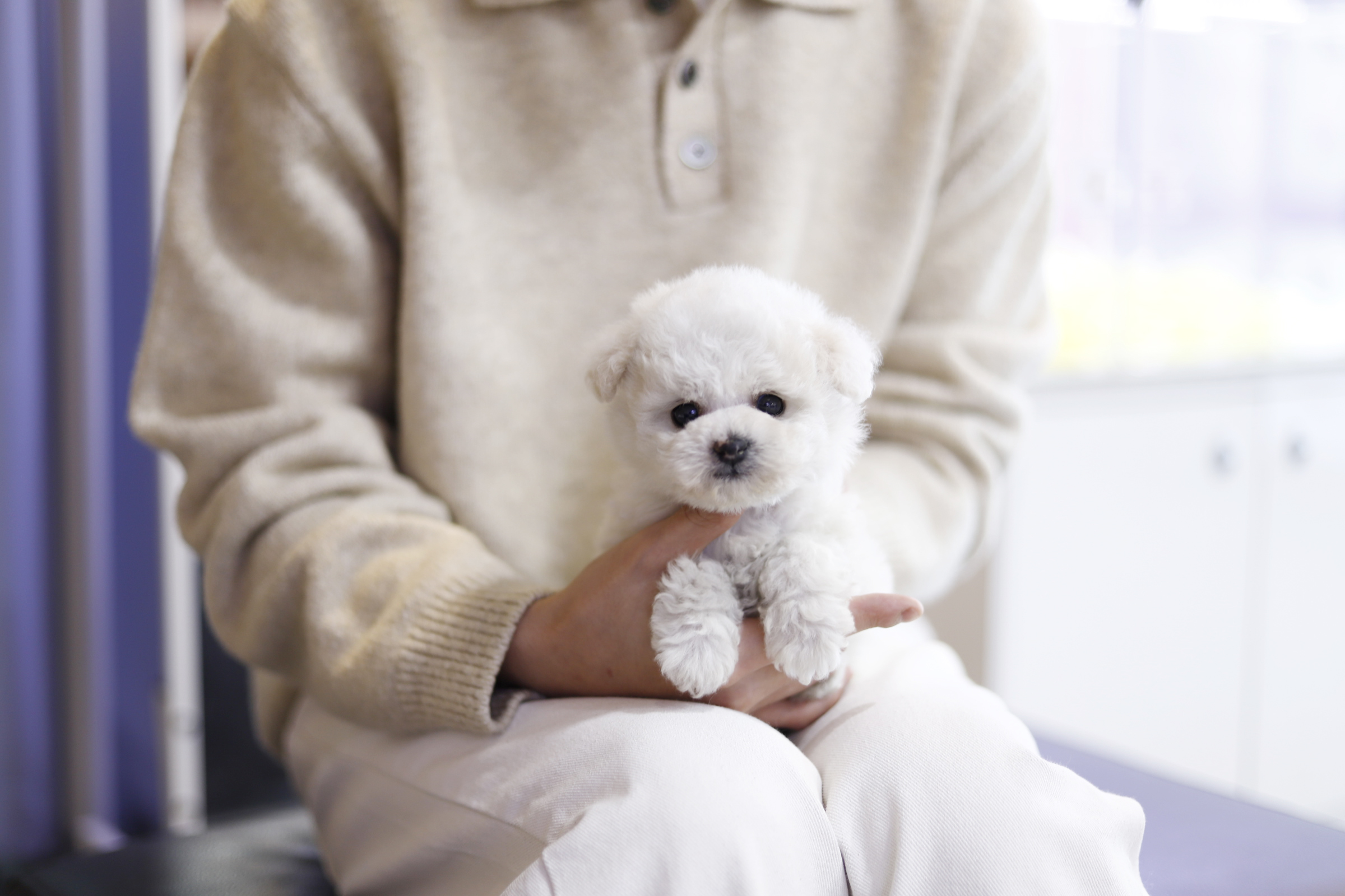 미니비숑 분양합니다