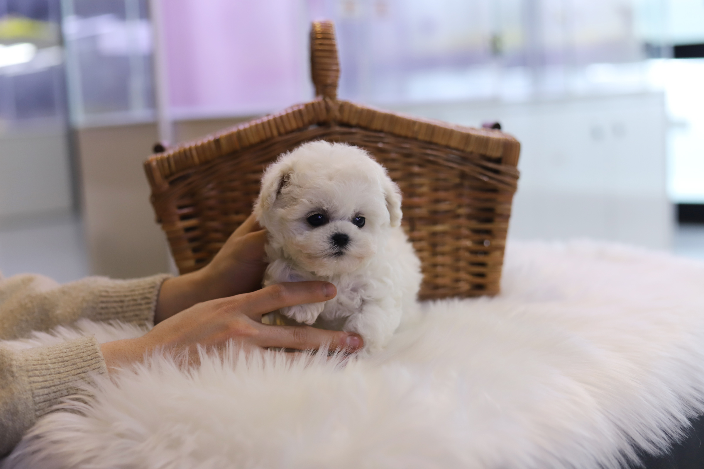 미니비숑 분양합니다