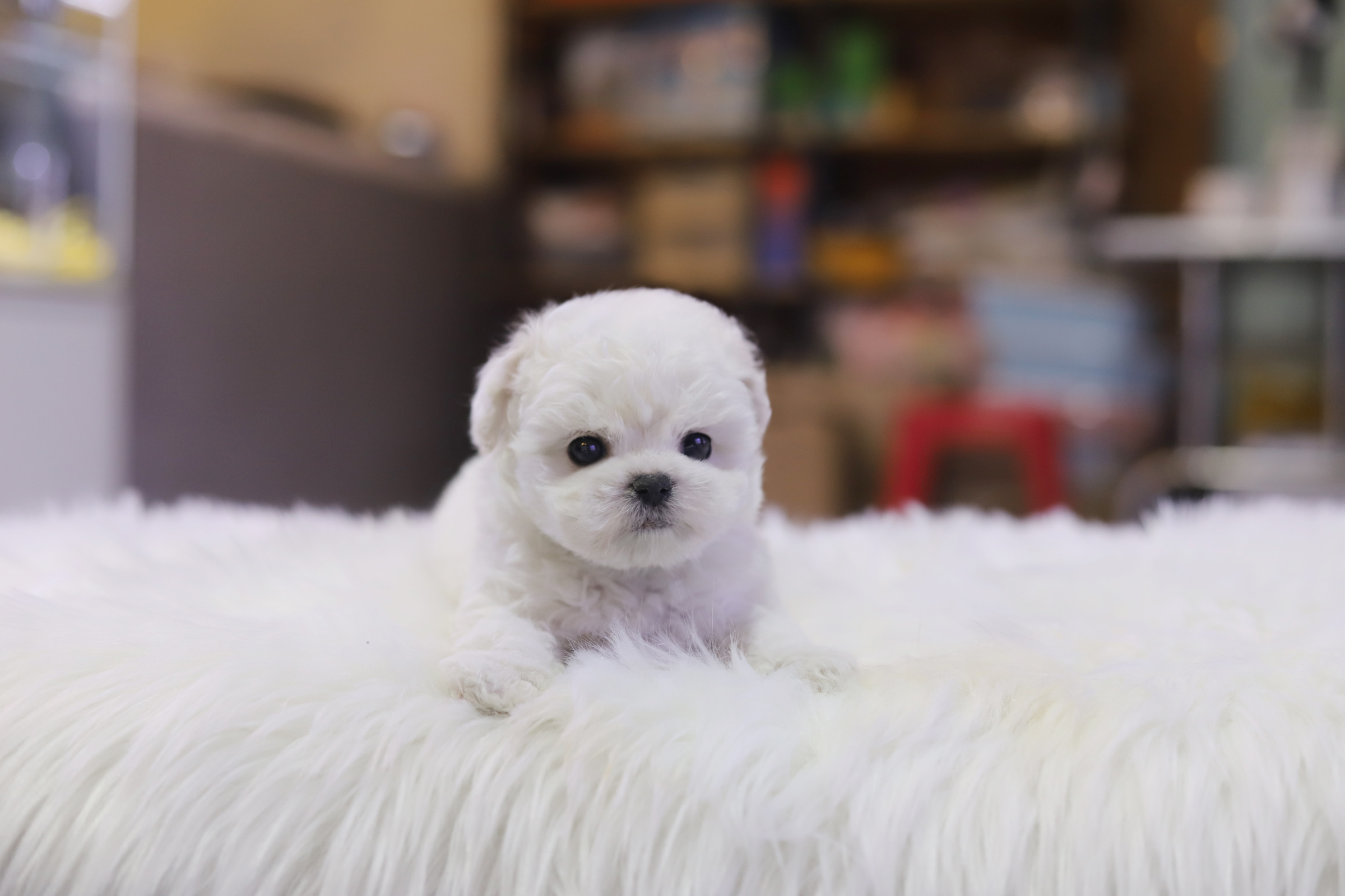 미니비숑 분양합니다