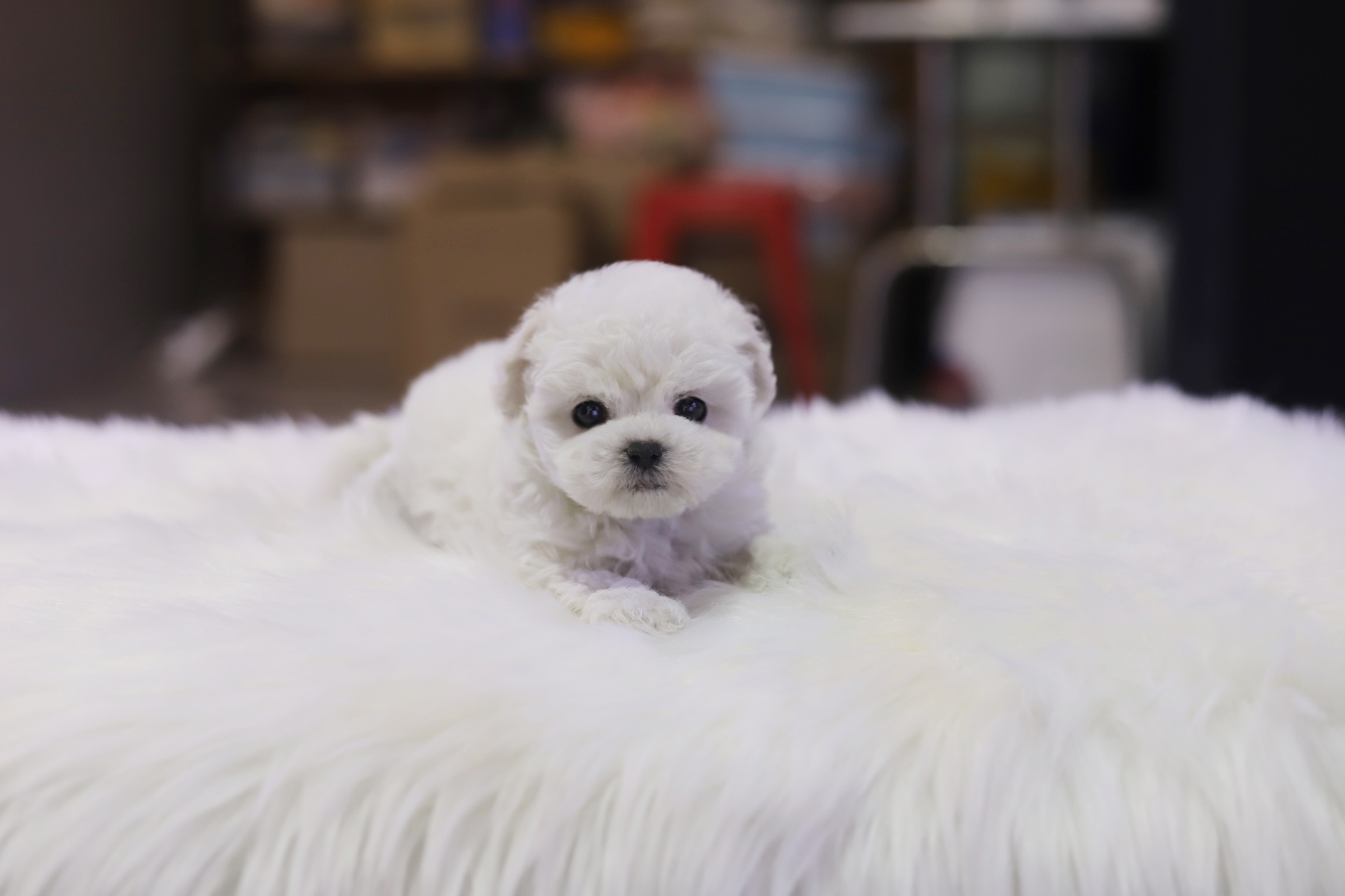 미니비숑 분양합니다