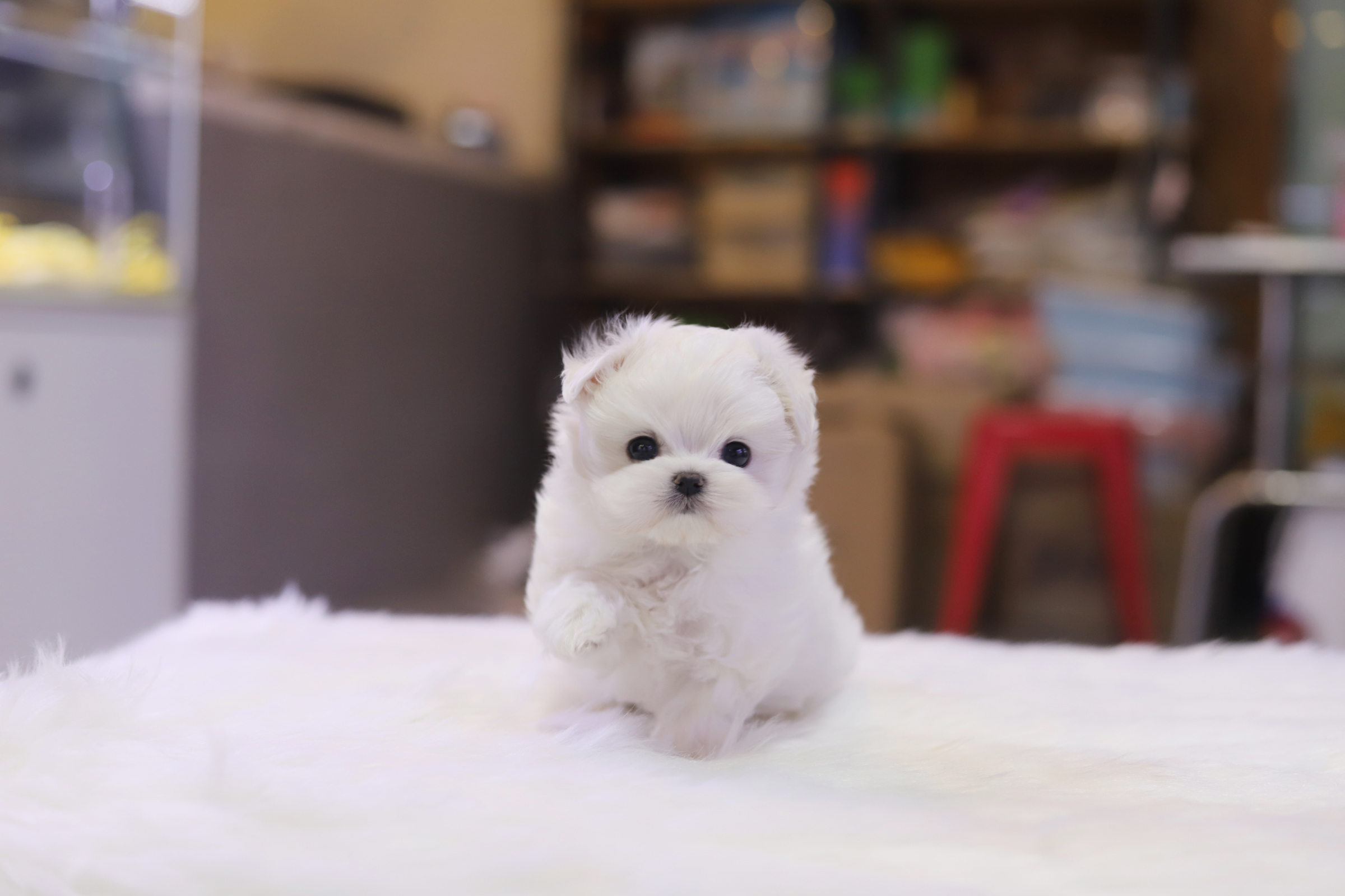 말티즈 분양합니다