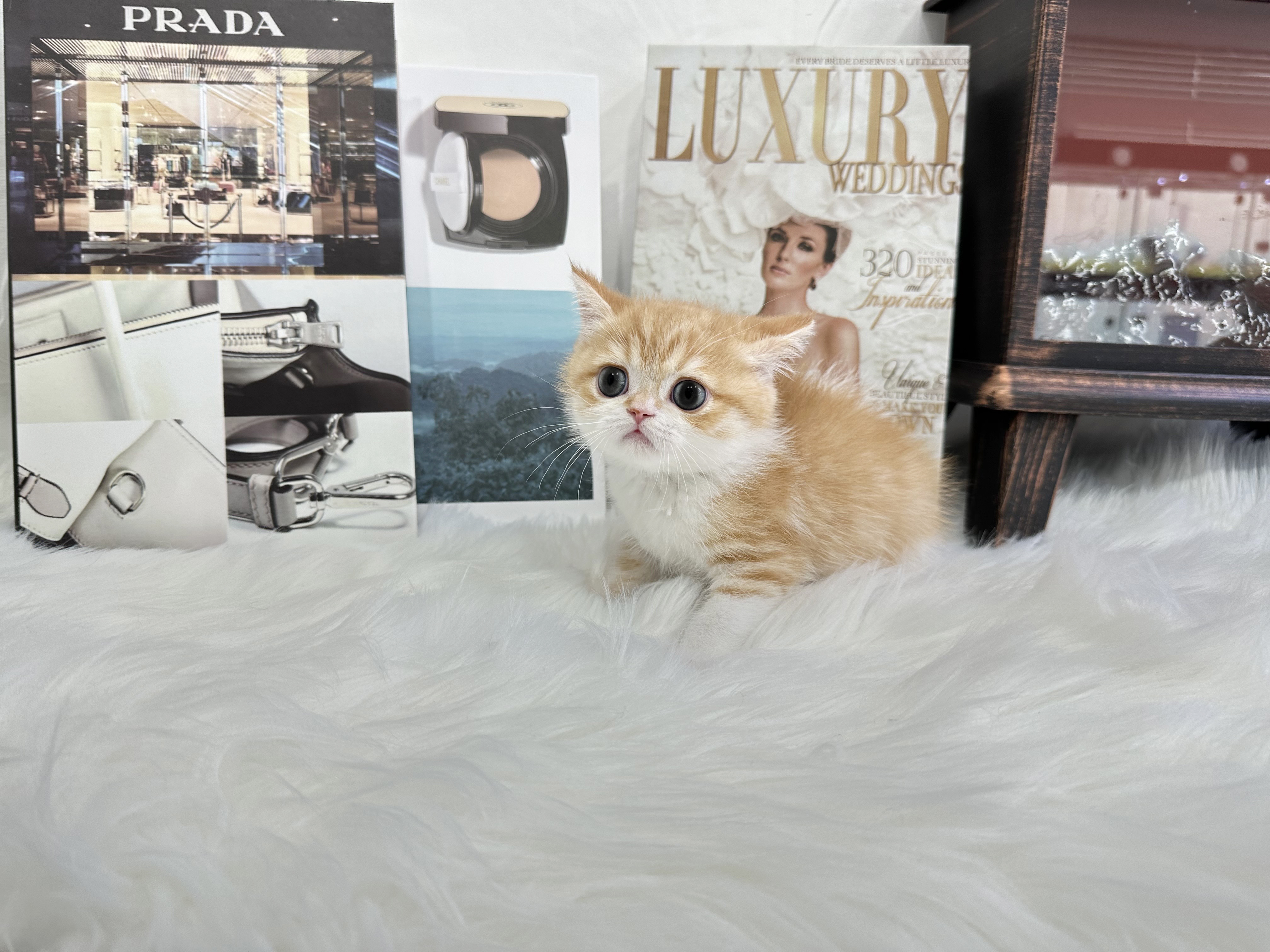 브리티쉬숏헤어 분양합니다