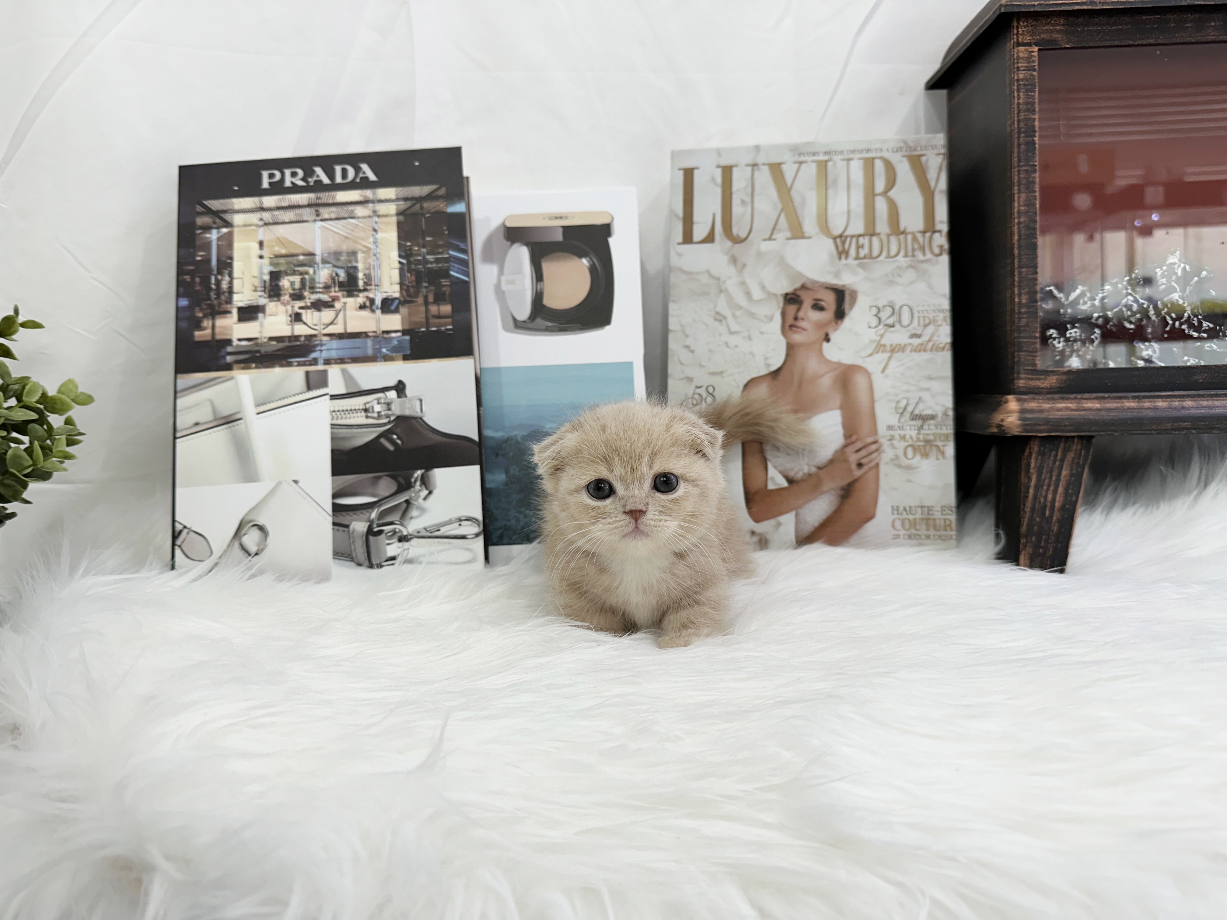 먼치킨(20만원부터)