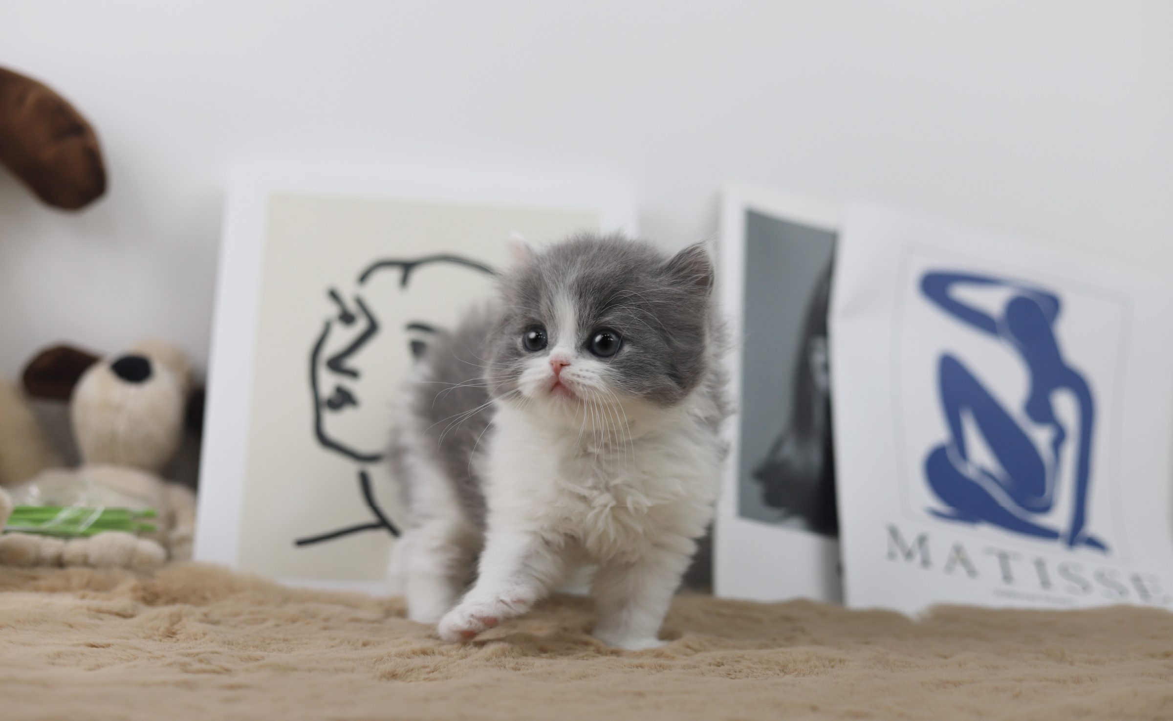 브리티쉬숏헤어 분양합니다