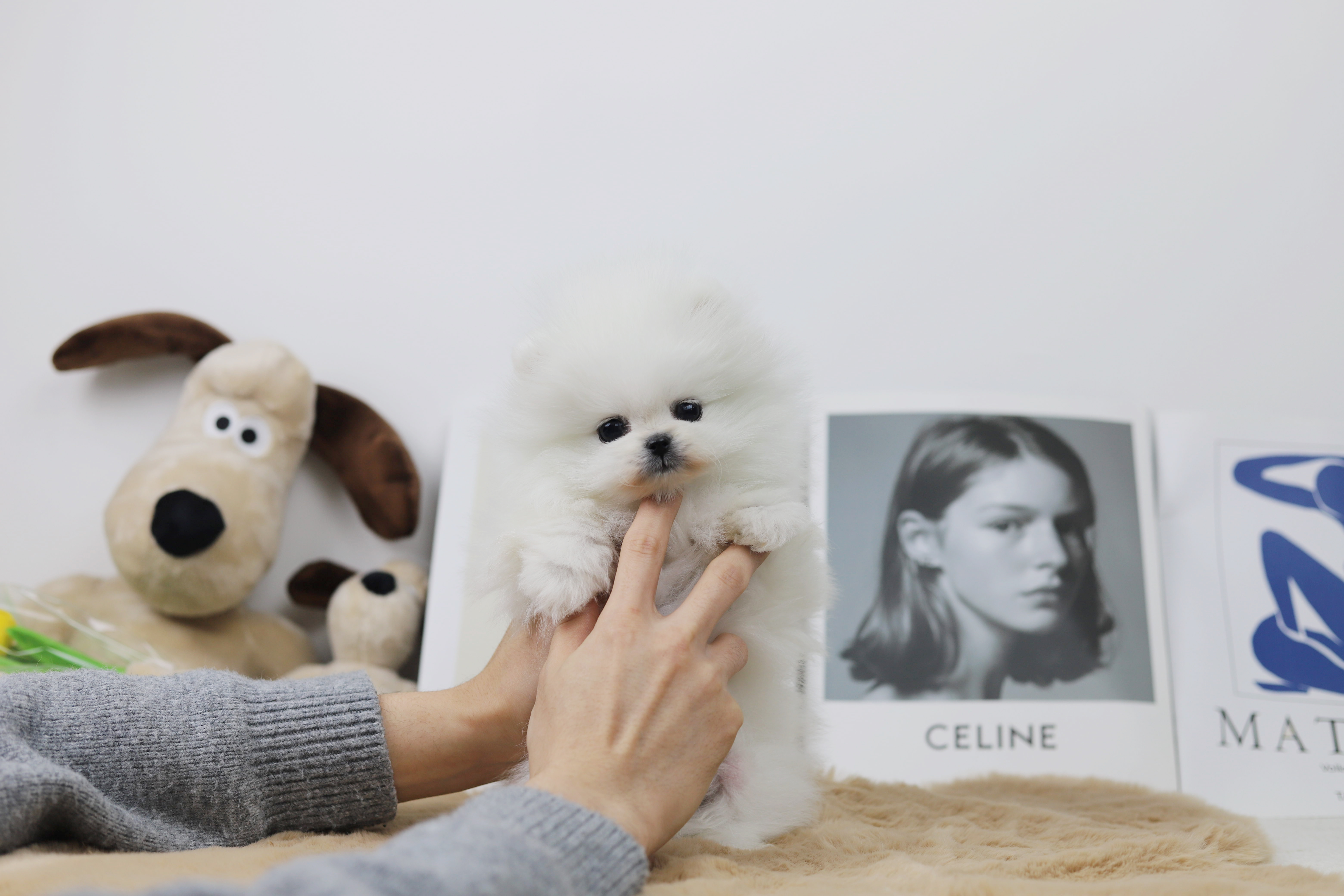 포메라니안 분양합니다