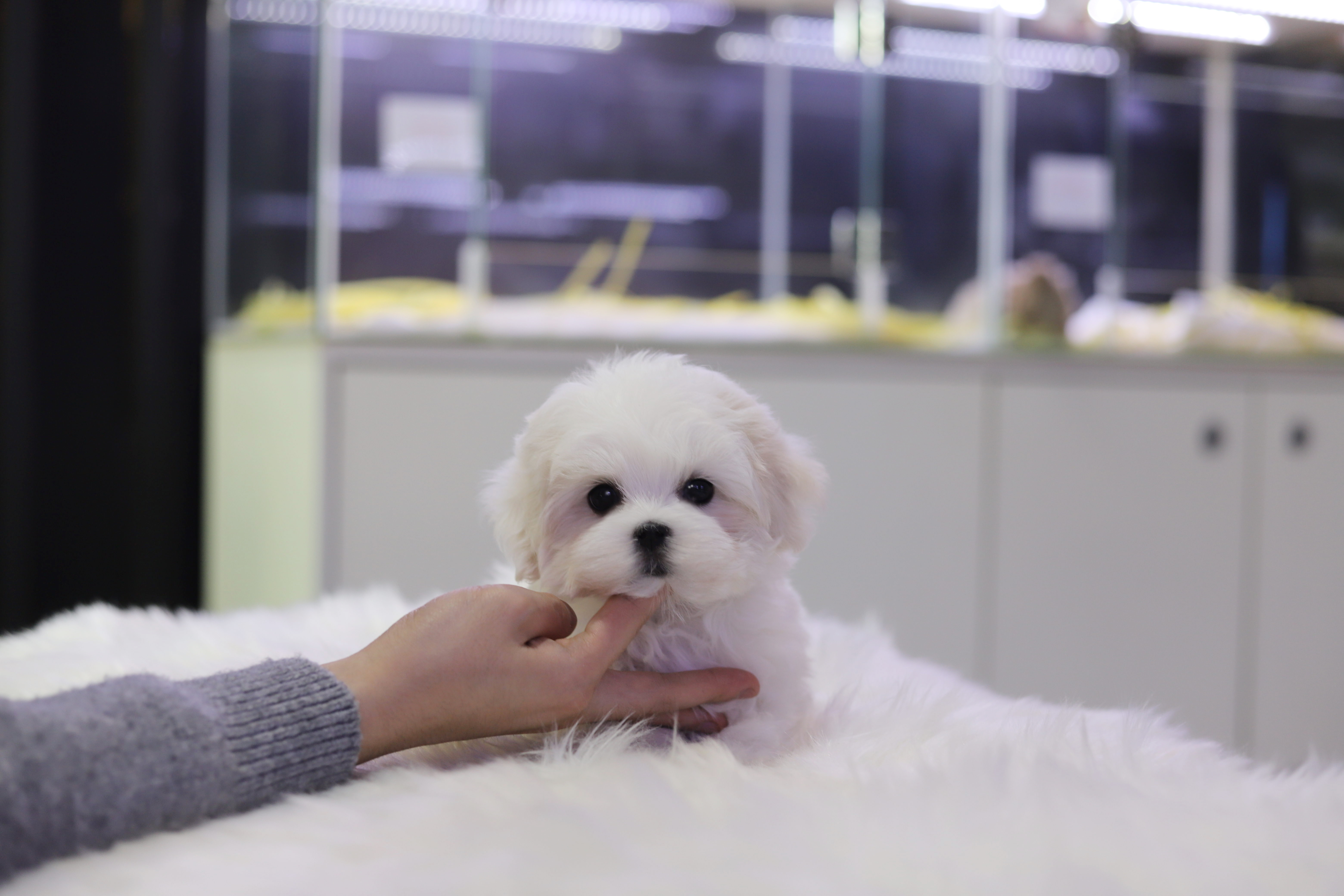 말티즈 분양합니다