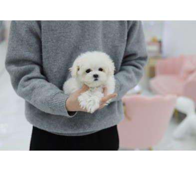 말티즈 분양합니다