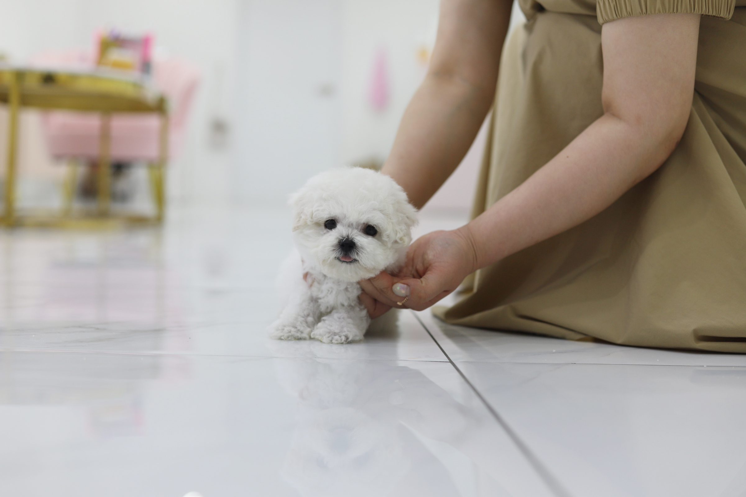 미니비숑 분양합니다