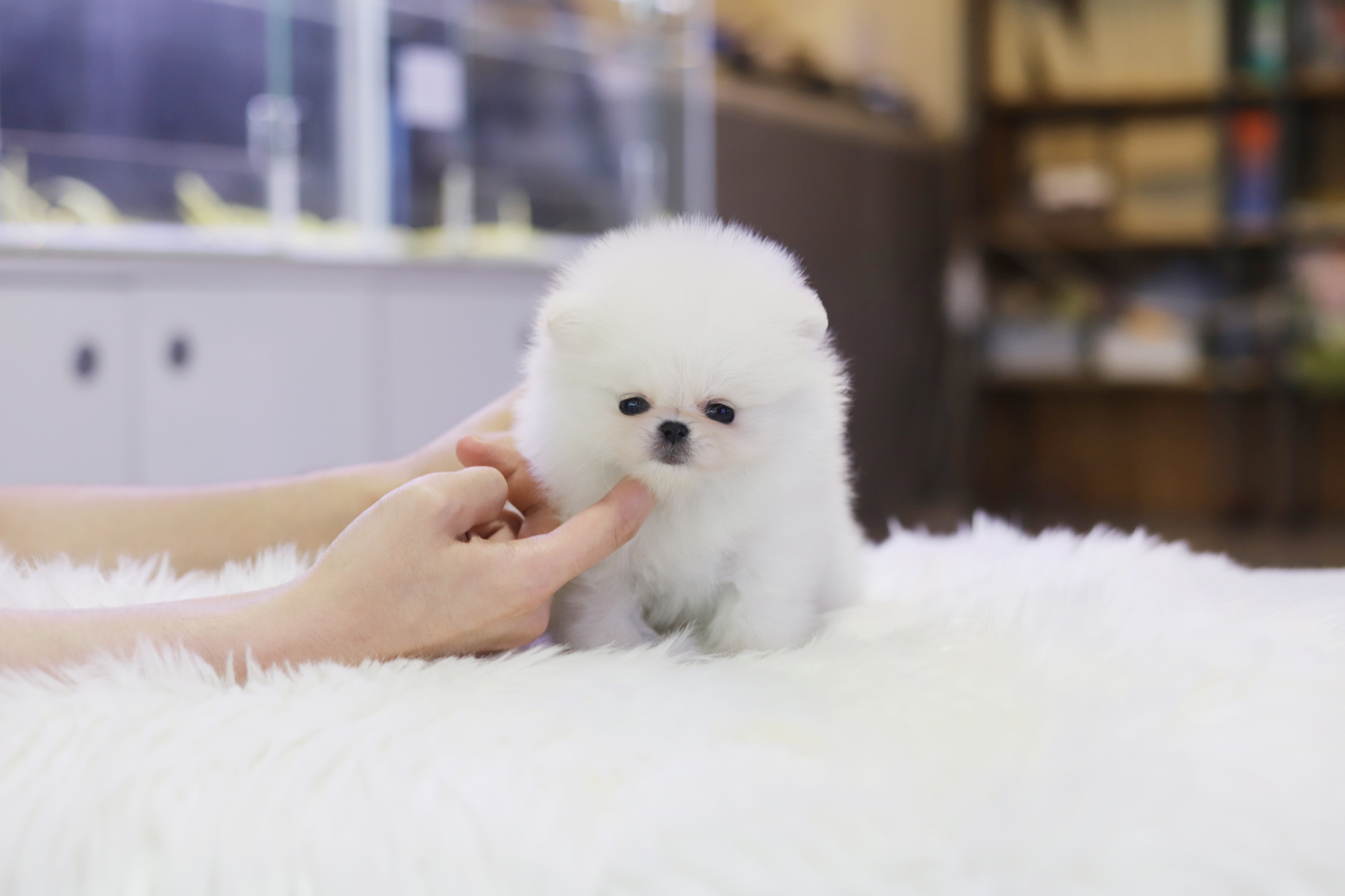 포메라니안 분양합니다