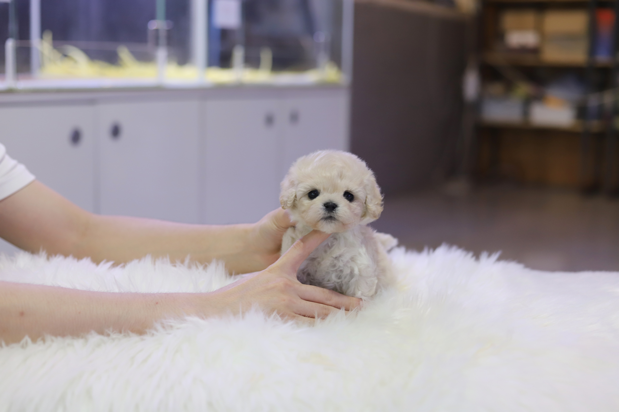 미니비숑 분양합니다