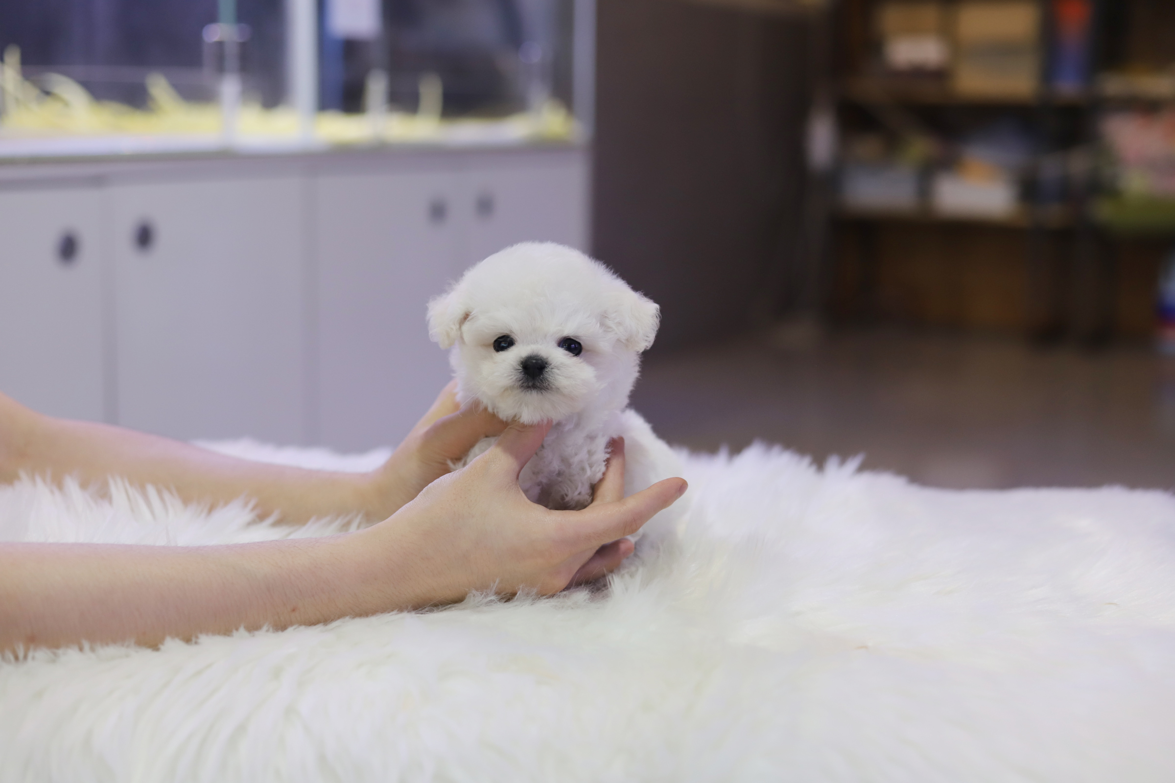 미니비숑 분양합니다