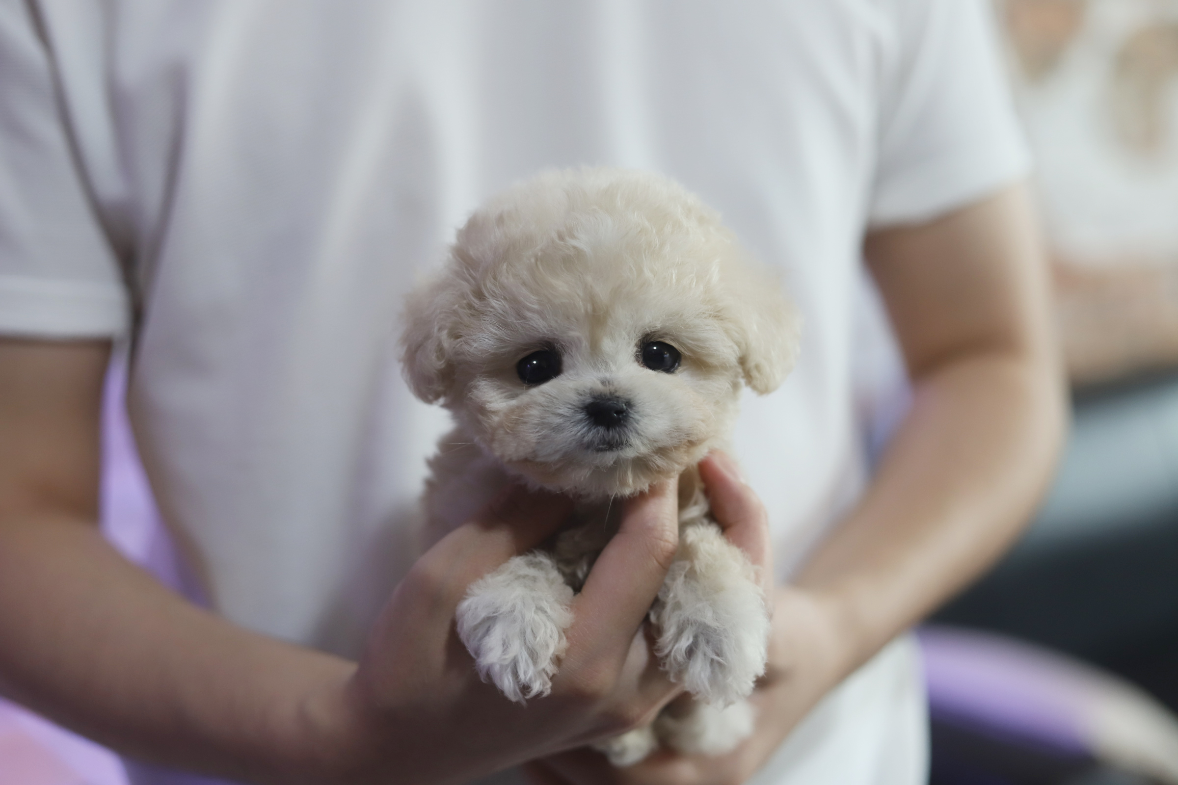 토이푸들 분양합니다