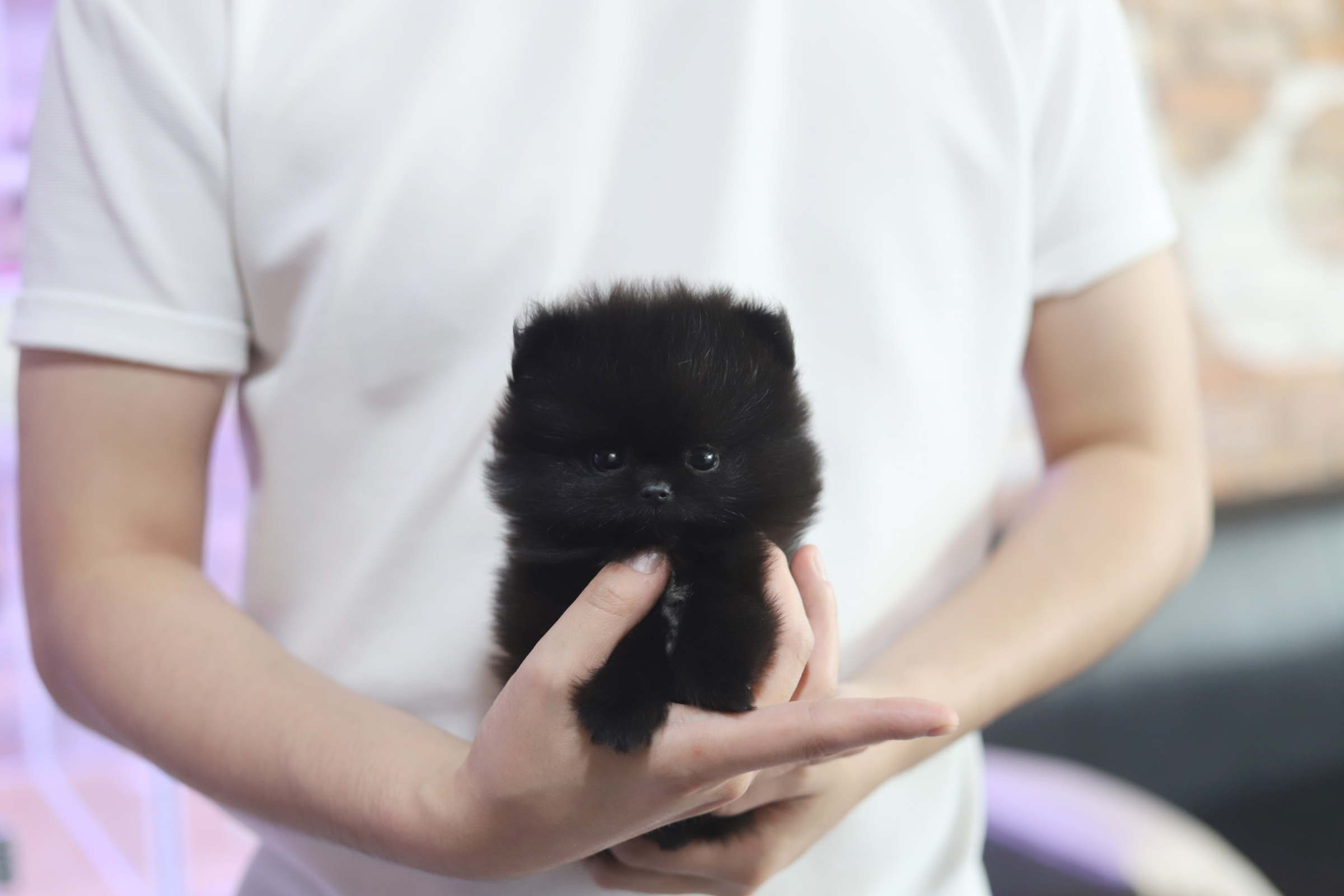 포메라니안 분양합니다