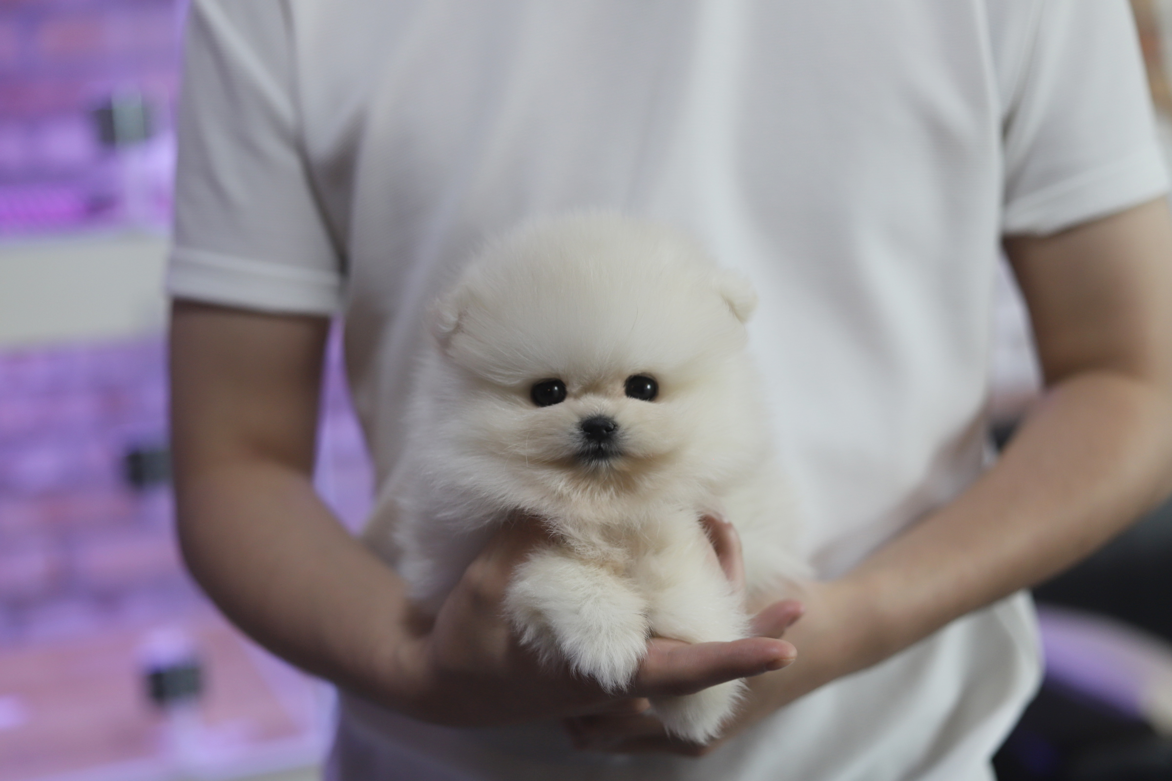 포메라니안 분양합니다