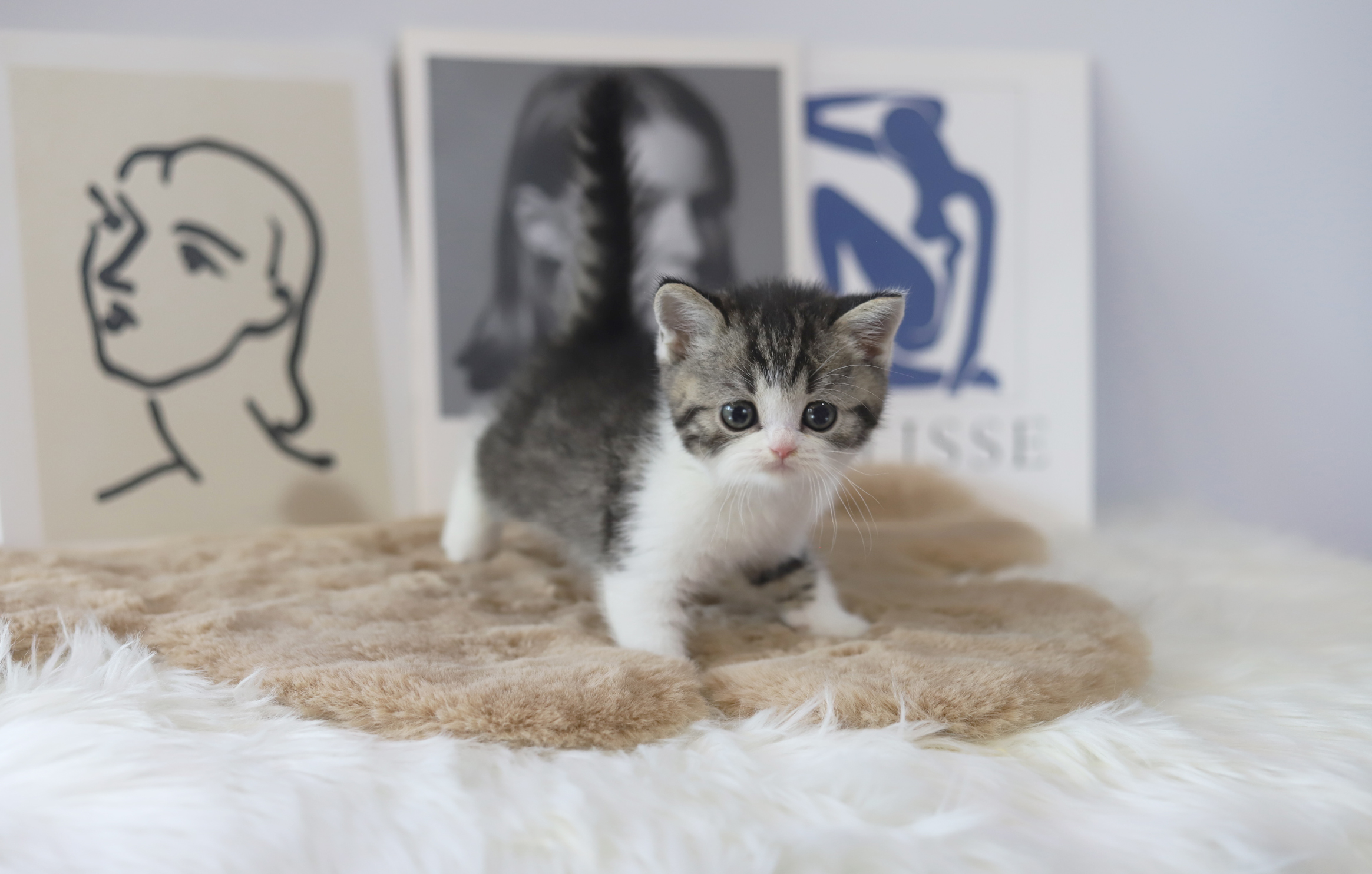 브리티쉬숏헤어 분양합니다