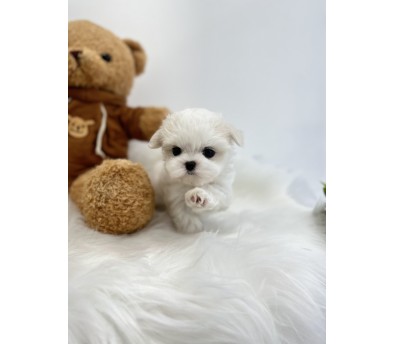 말티즈 분양합니다