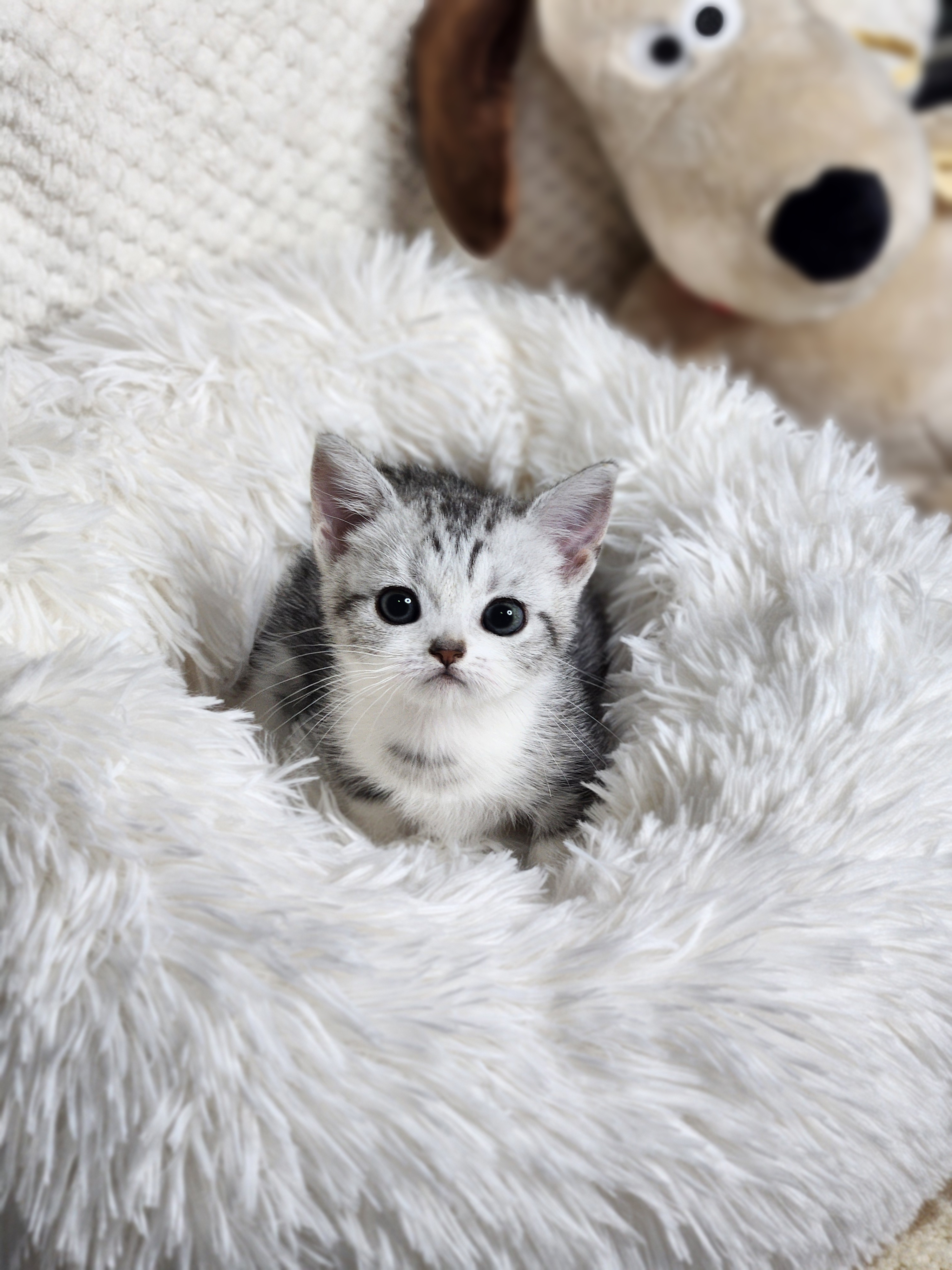 먼치킨 분양합니다