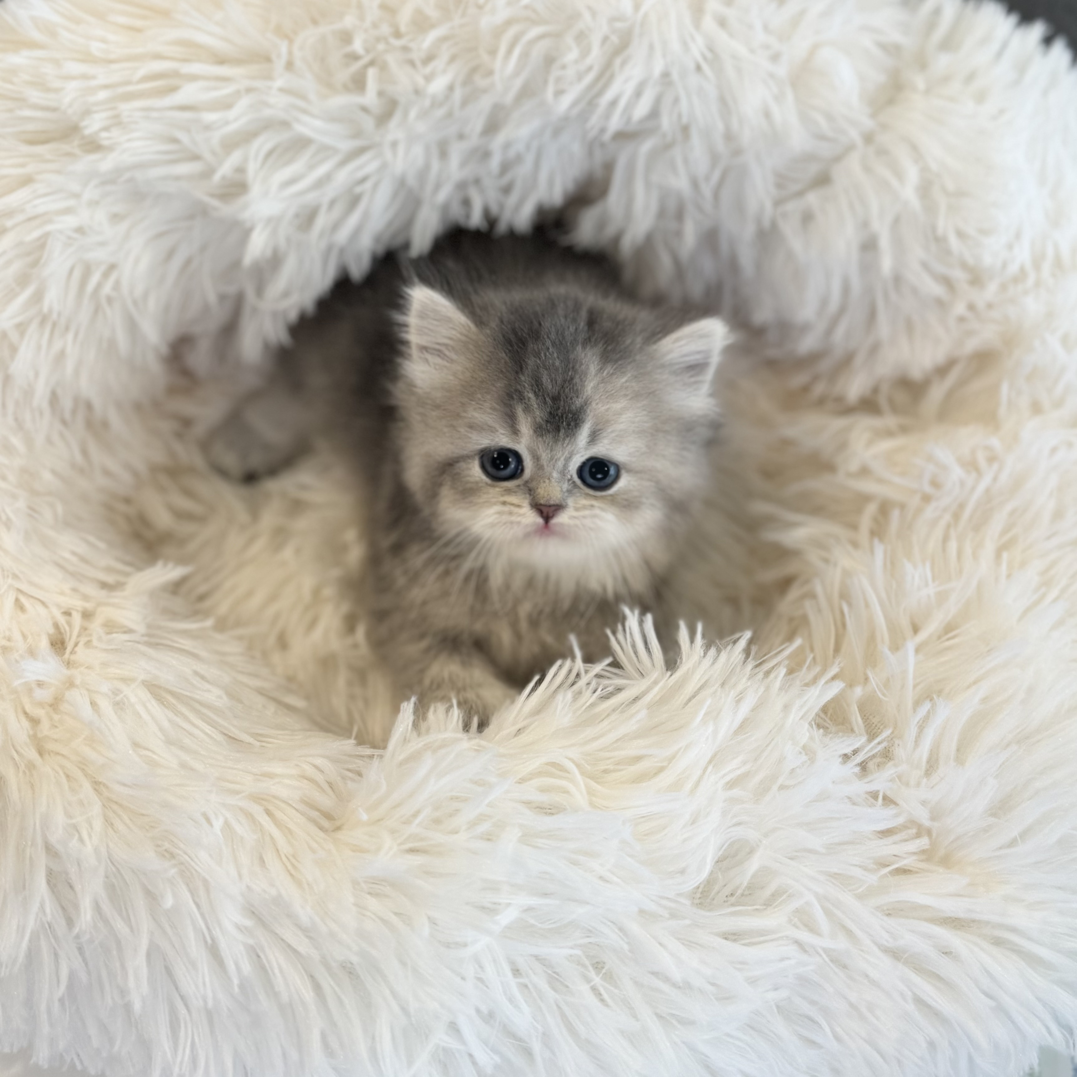 브리티시 분양합니다