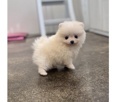 포메라니안 분양합니다