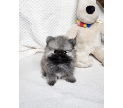 포메라니안 분양합니다