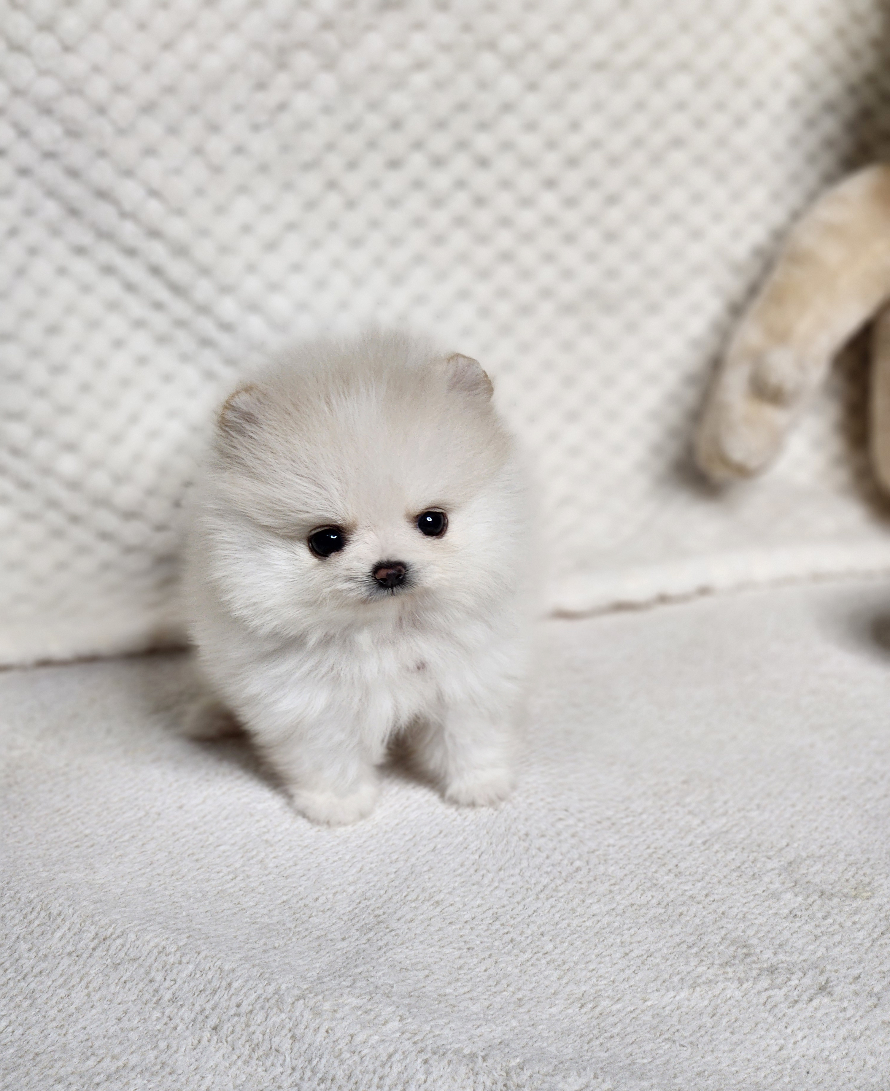 포메라니안 분양합니다