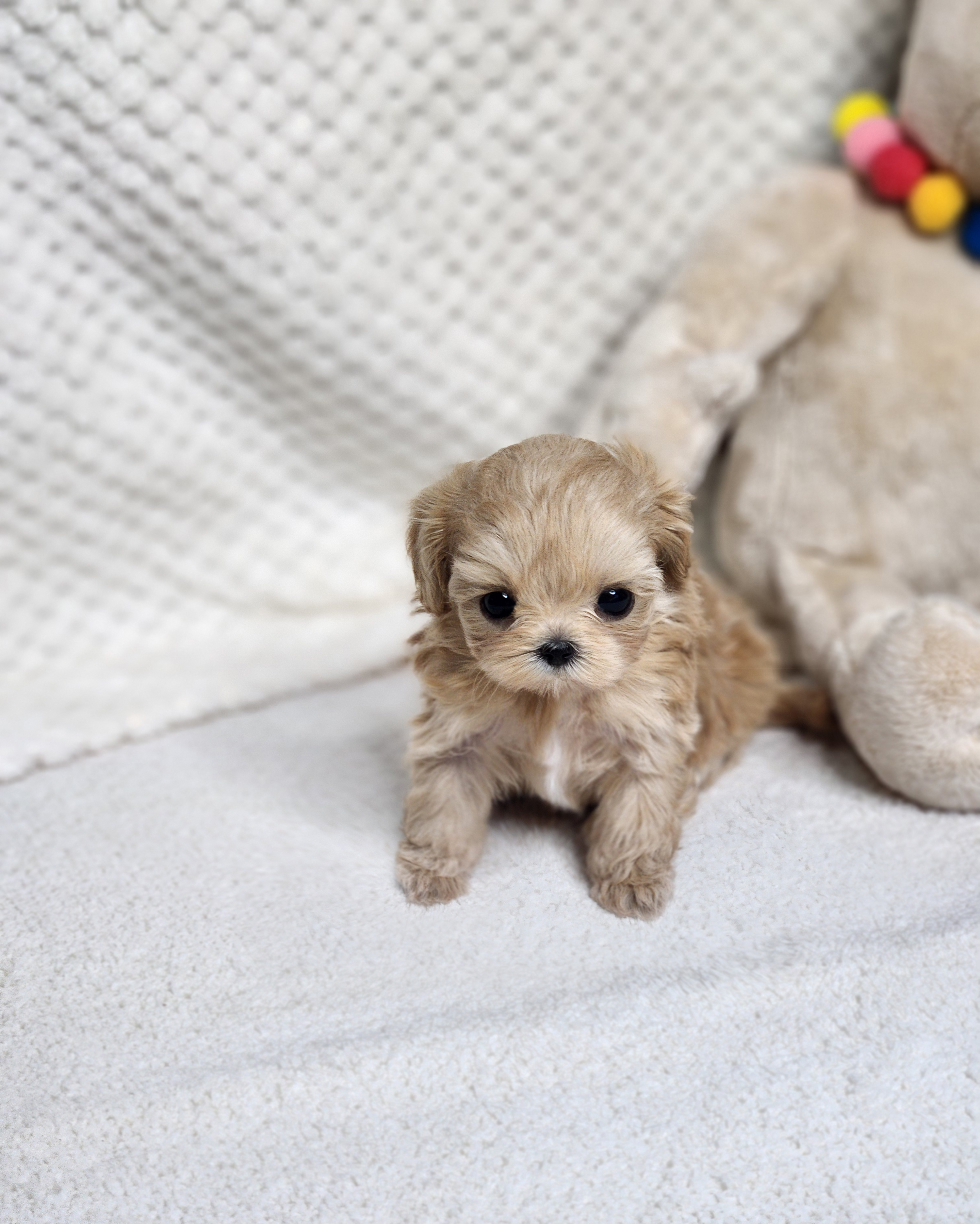 말티푸 분양합니다