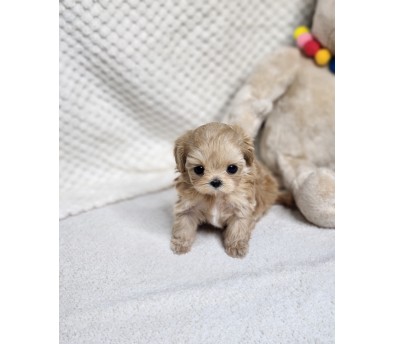 말티푸 분양합니다