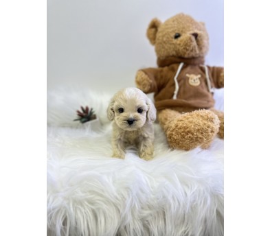 코카스파니엘 분양합니다