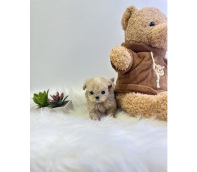 말티푸 분양합니다