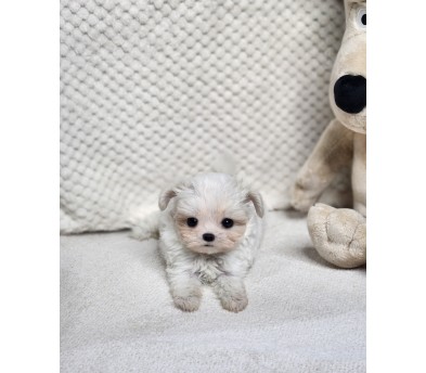 말티푸 분양합니다