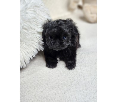 말티푸 분양합니다