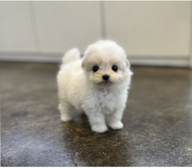 말티푸 분양합니다