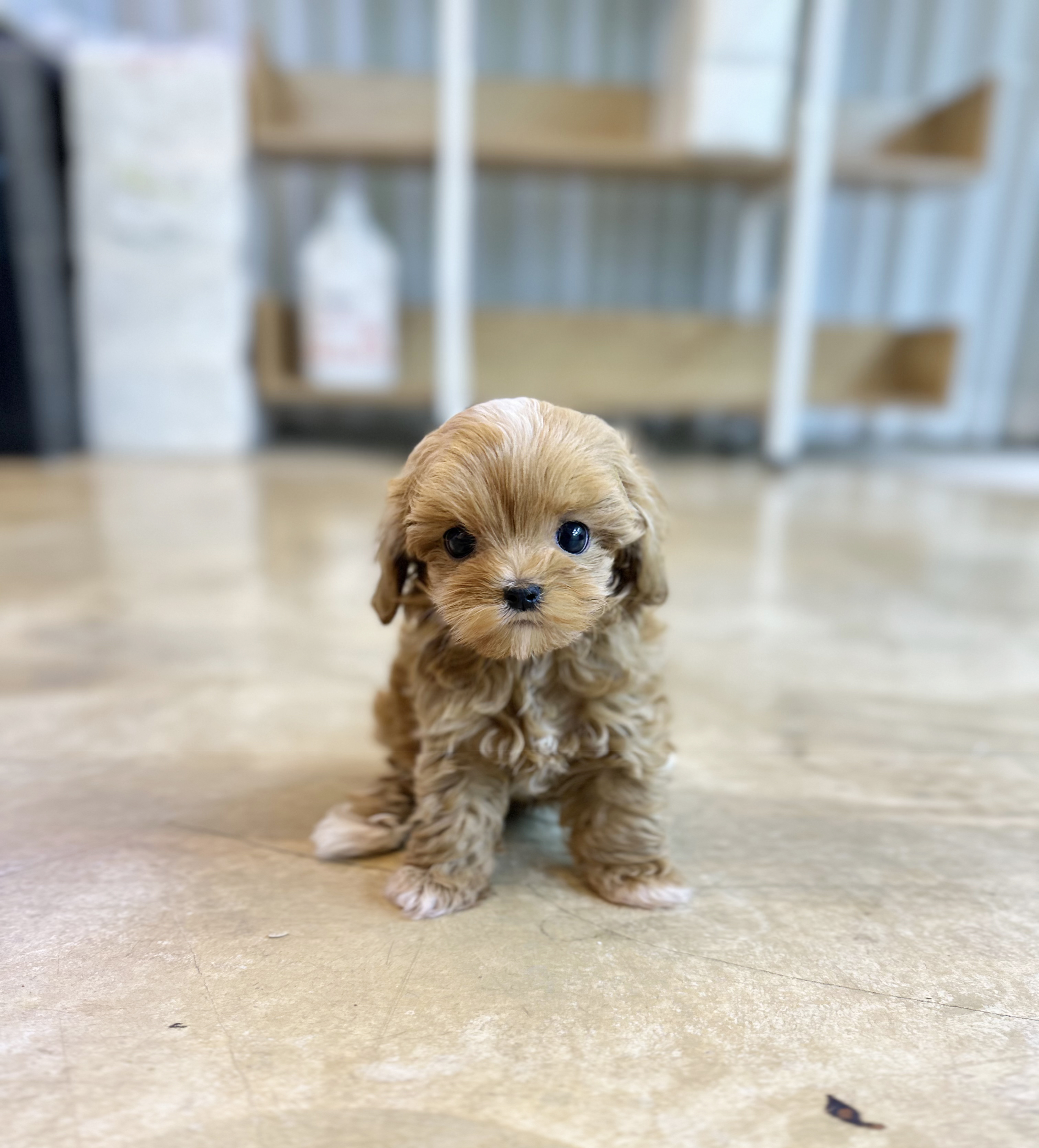 말티푸 분양합니다