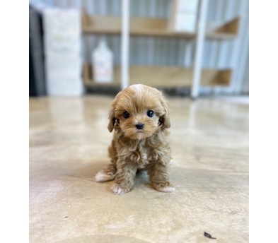 말티푸 분양합니다