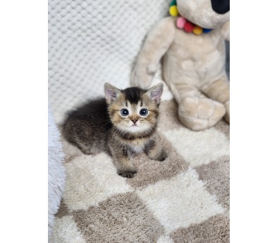 브리티쉬숏헤어 분양합니다