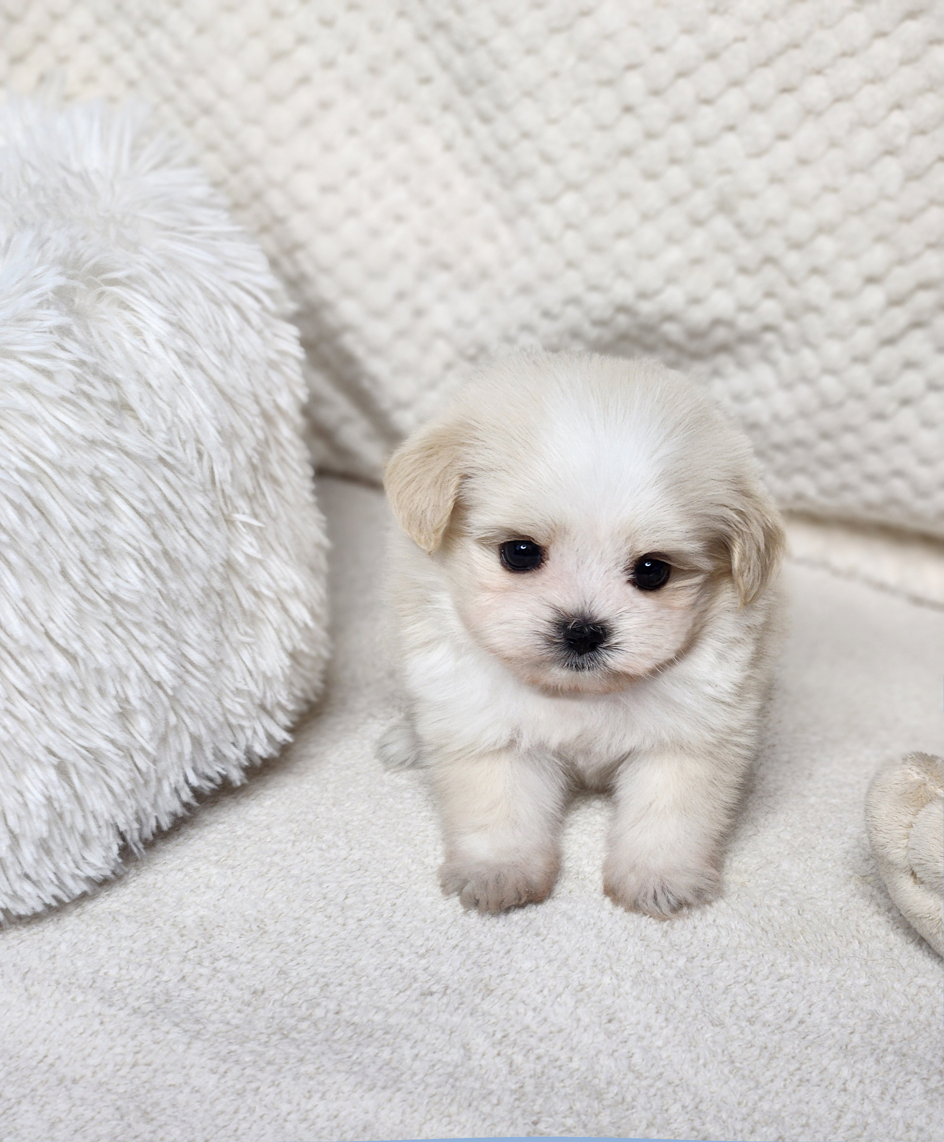 말티푸 분양합니다