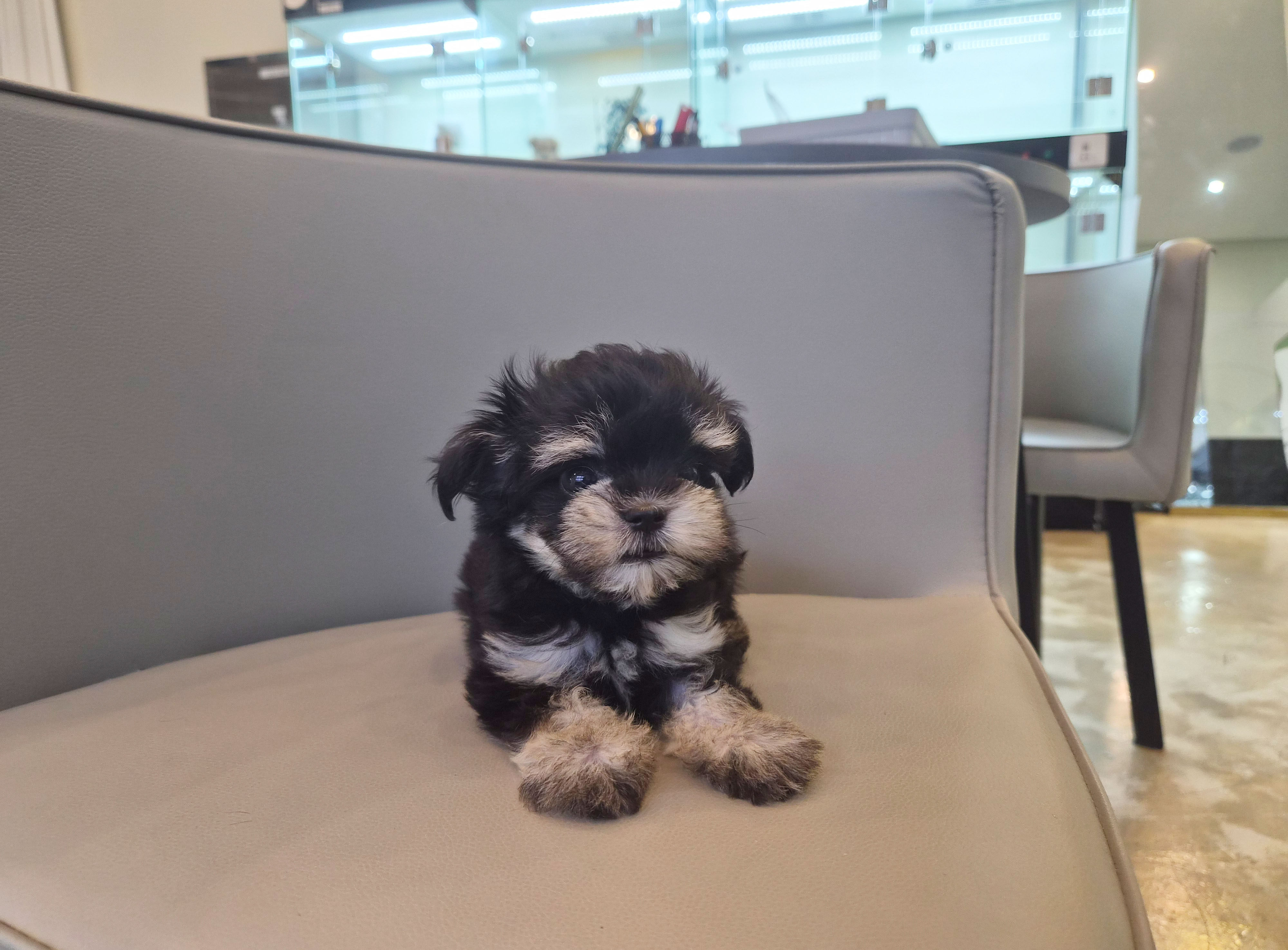 말티슈 분양합니다