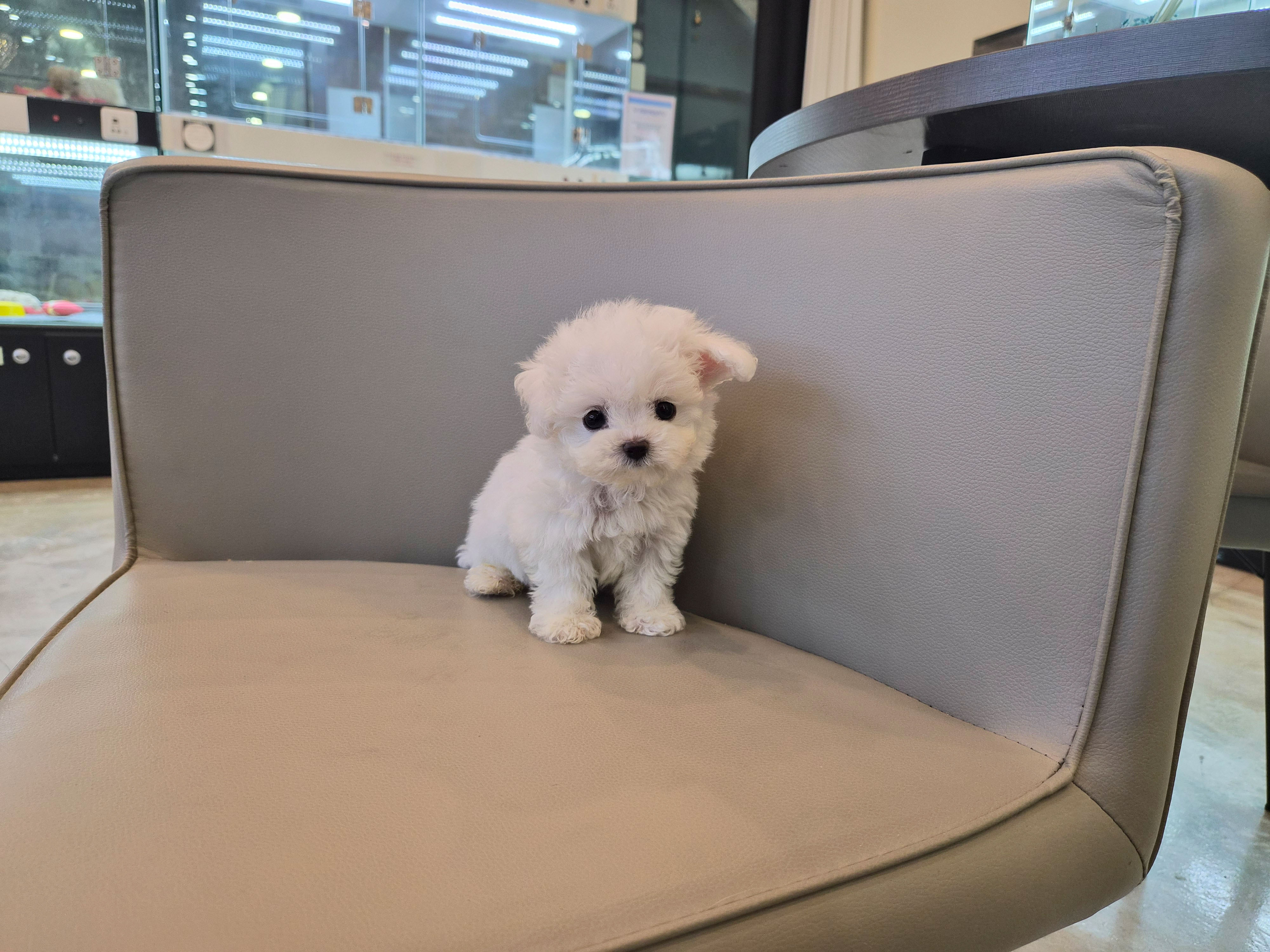 미니비숑 분양합니다