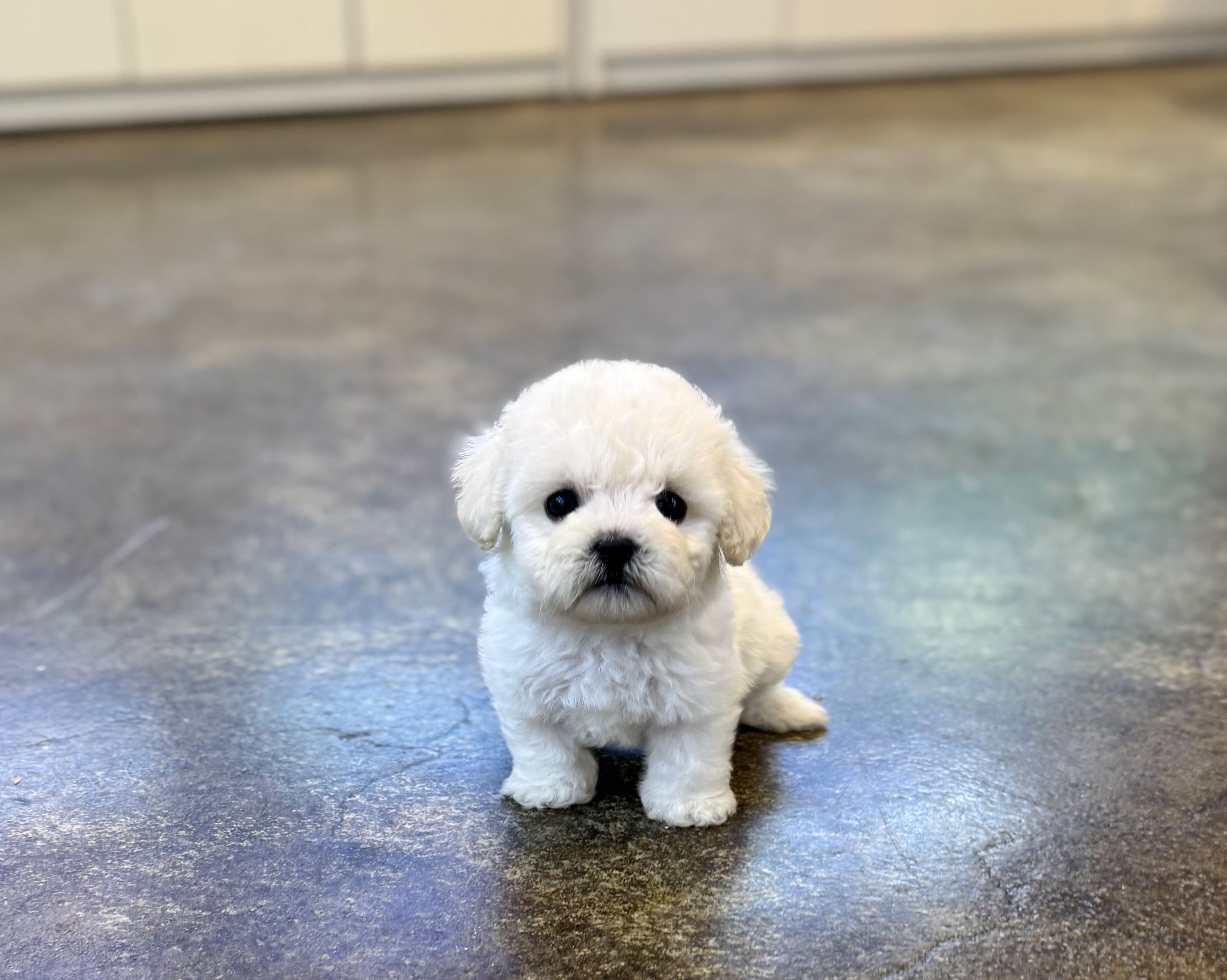 미니비숑 분양합니다