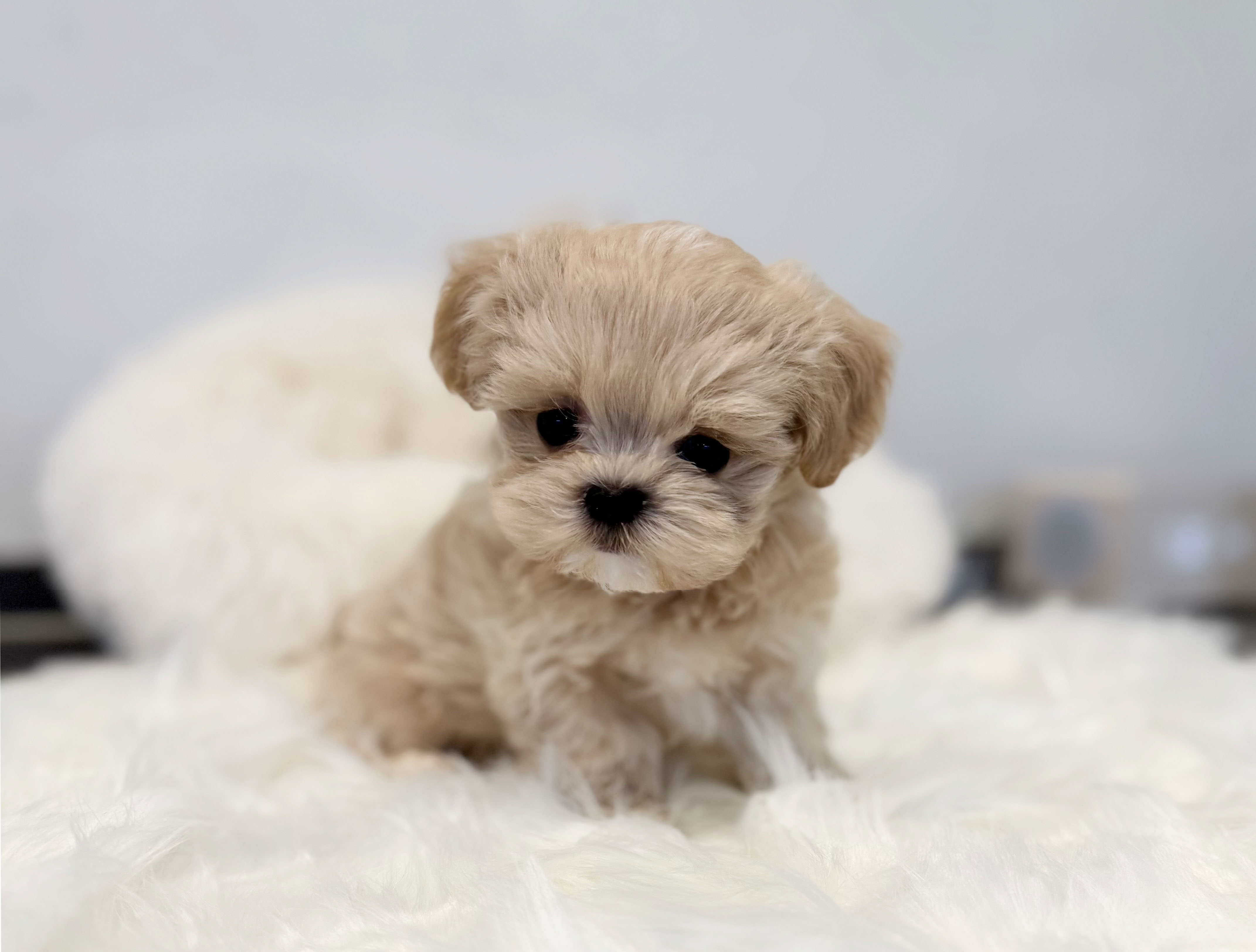 말티푸 분양합니다