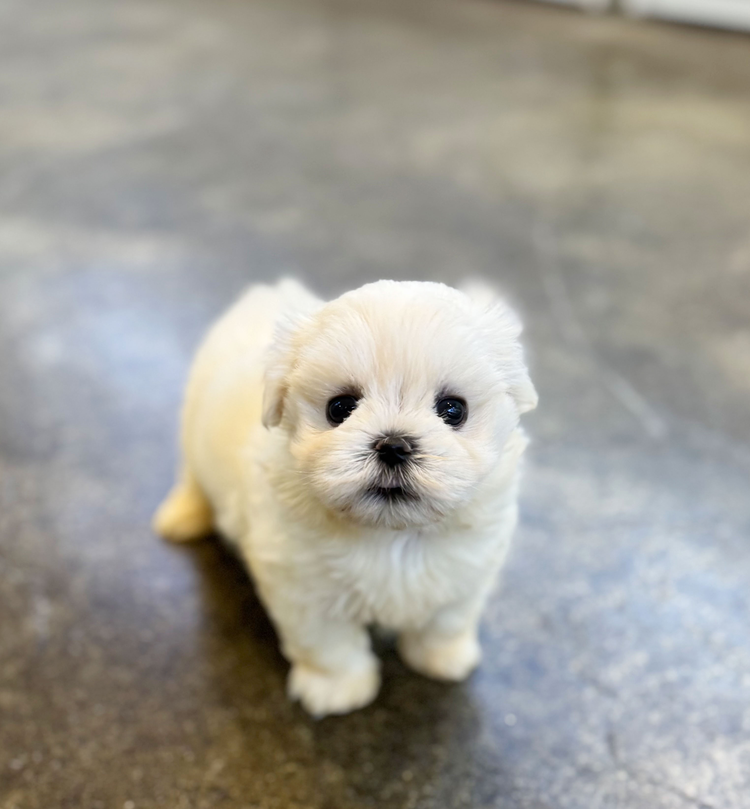 말티푸 분양합니다