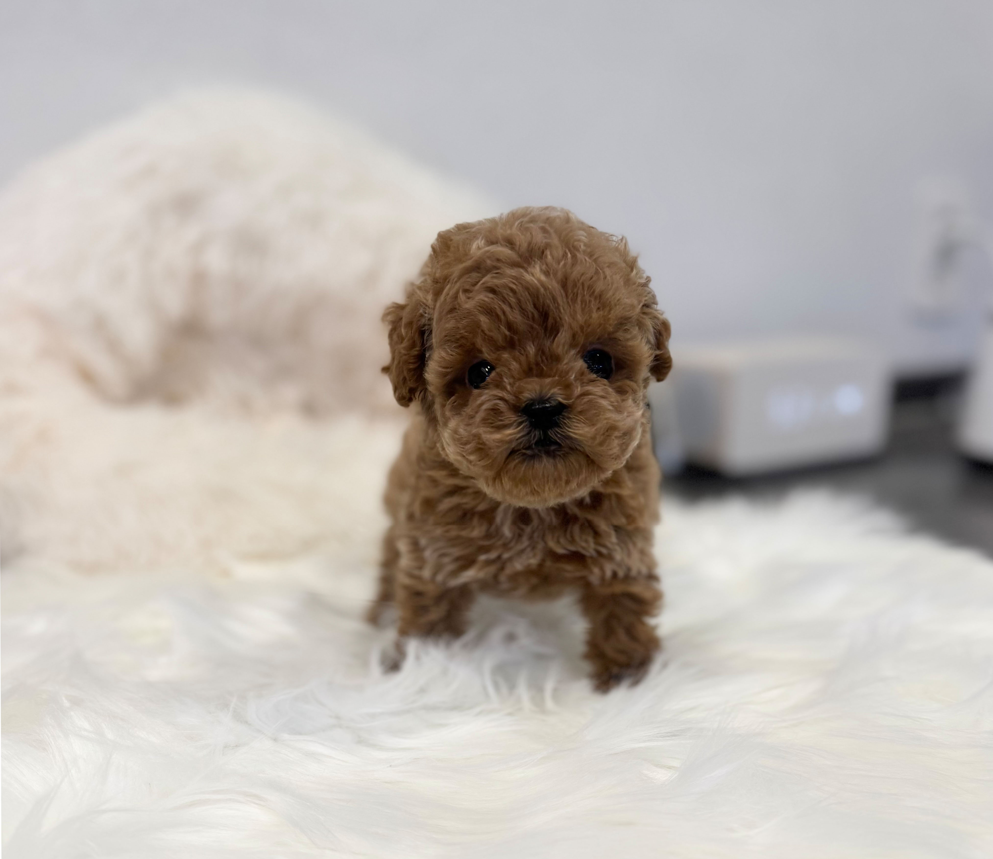 토이푸들 분양합니다